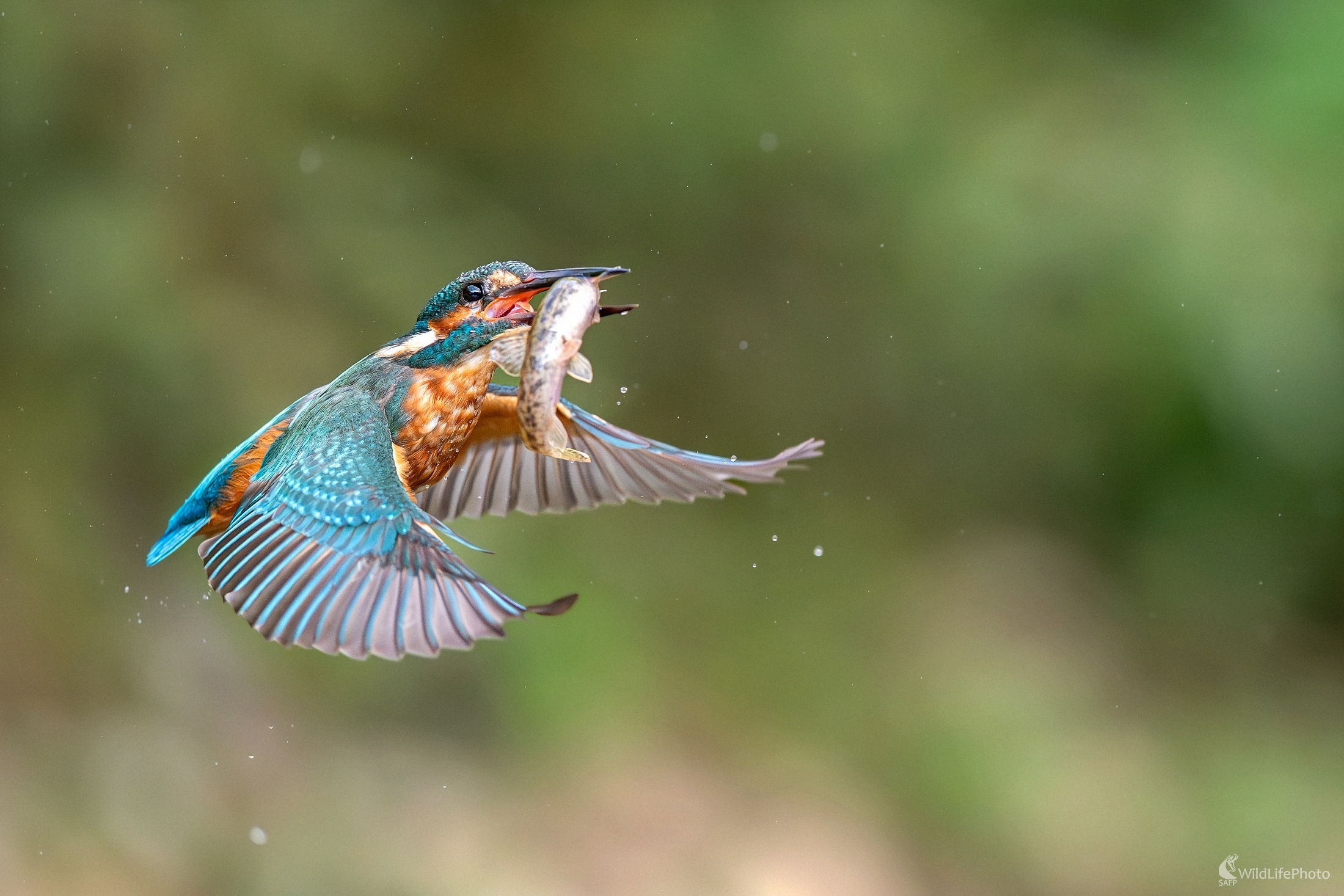 Veľké sústo (František Hromada)