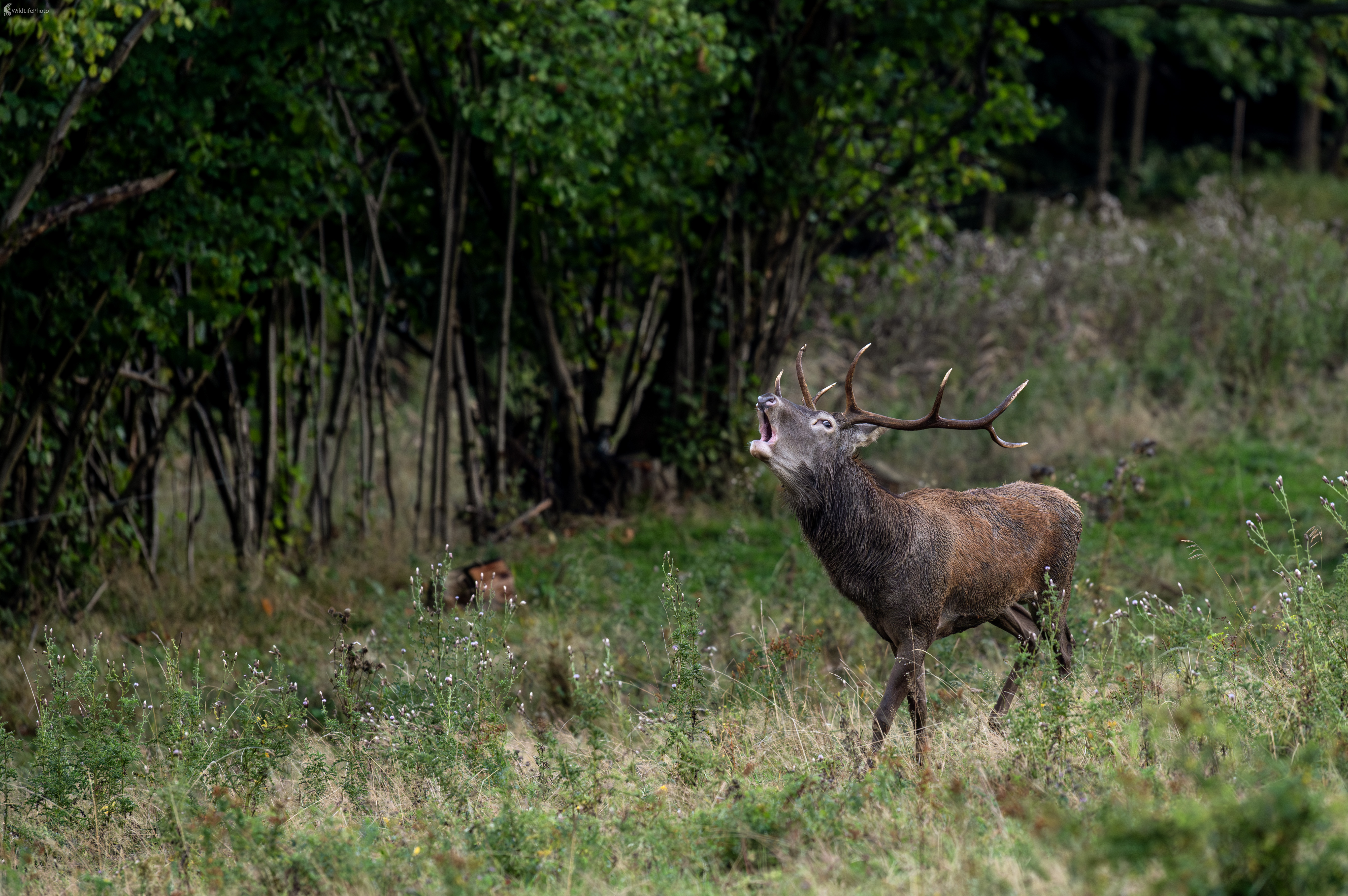 Hľadajúci.... (Tomáš Smutný)