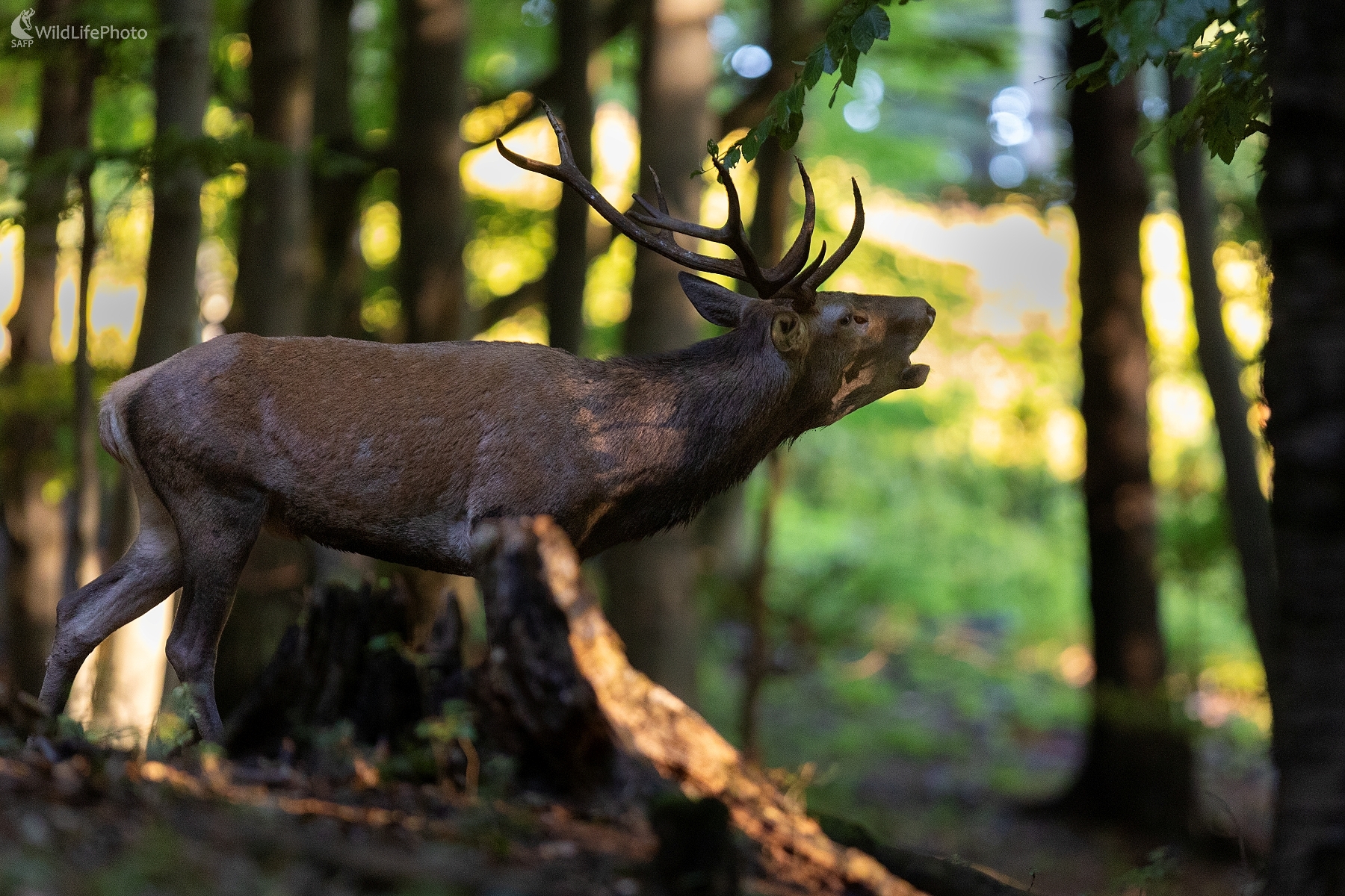 V ruji (Erik Vondra)