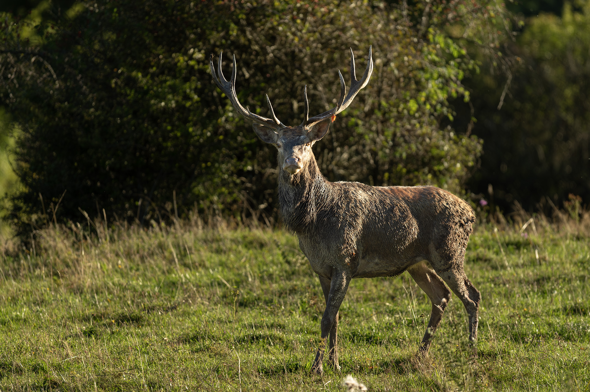 Vybahneý  (Tomáš Smutný)