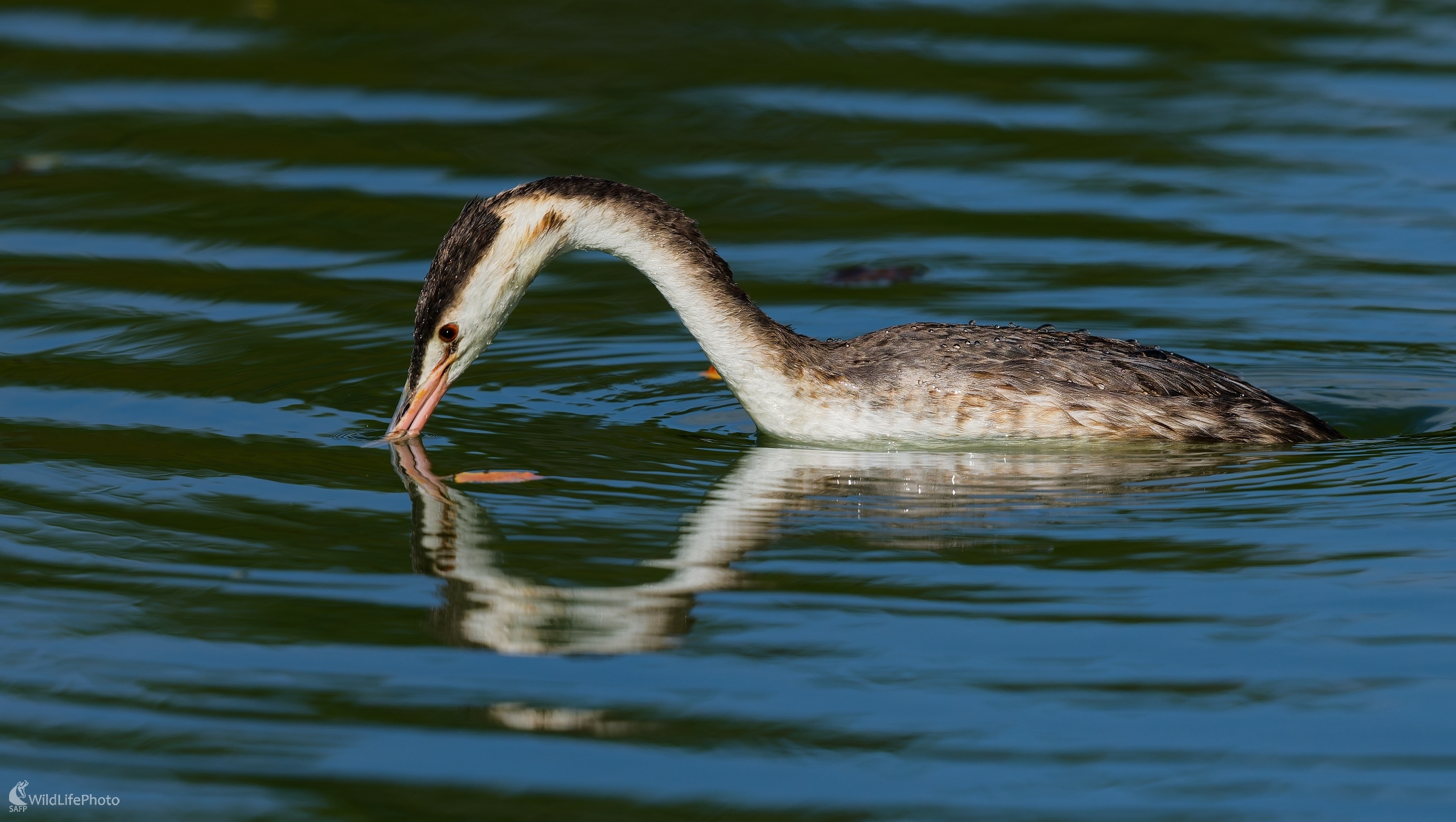 ... a šup do vody. (Bohuš Číčel)