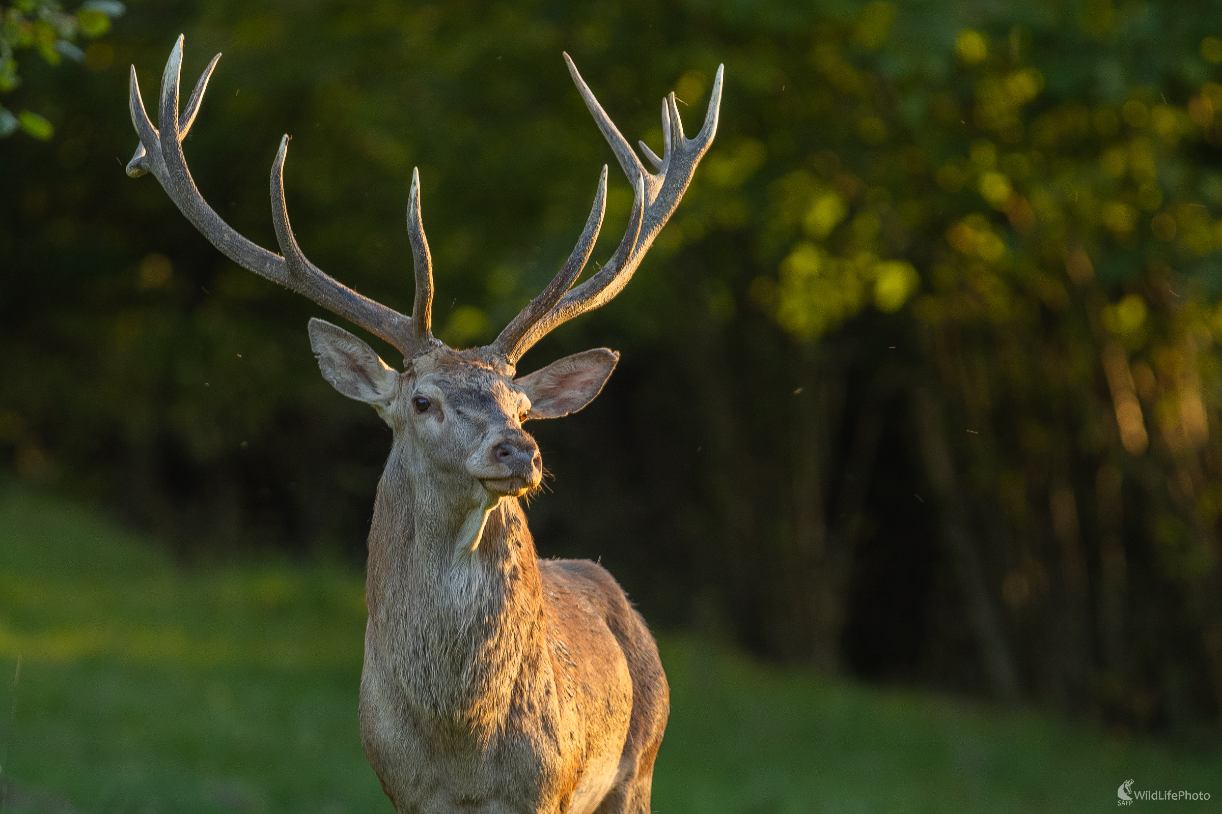 Vposledných lúčoch slnka. (Stanislav Brisuda)