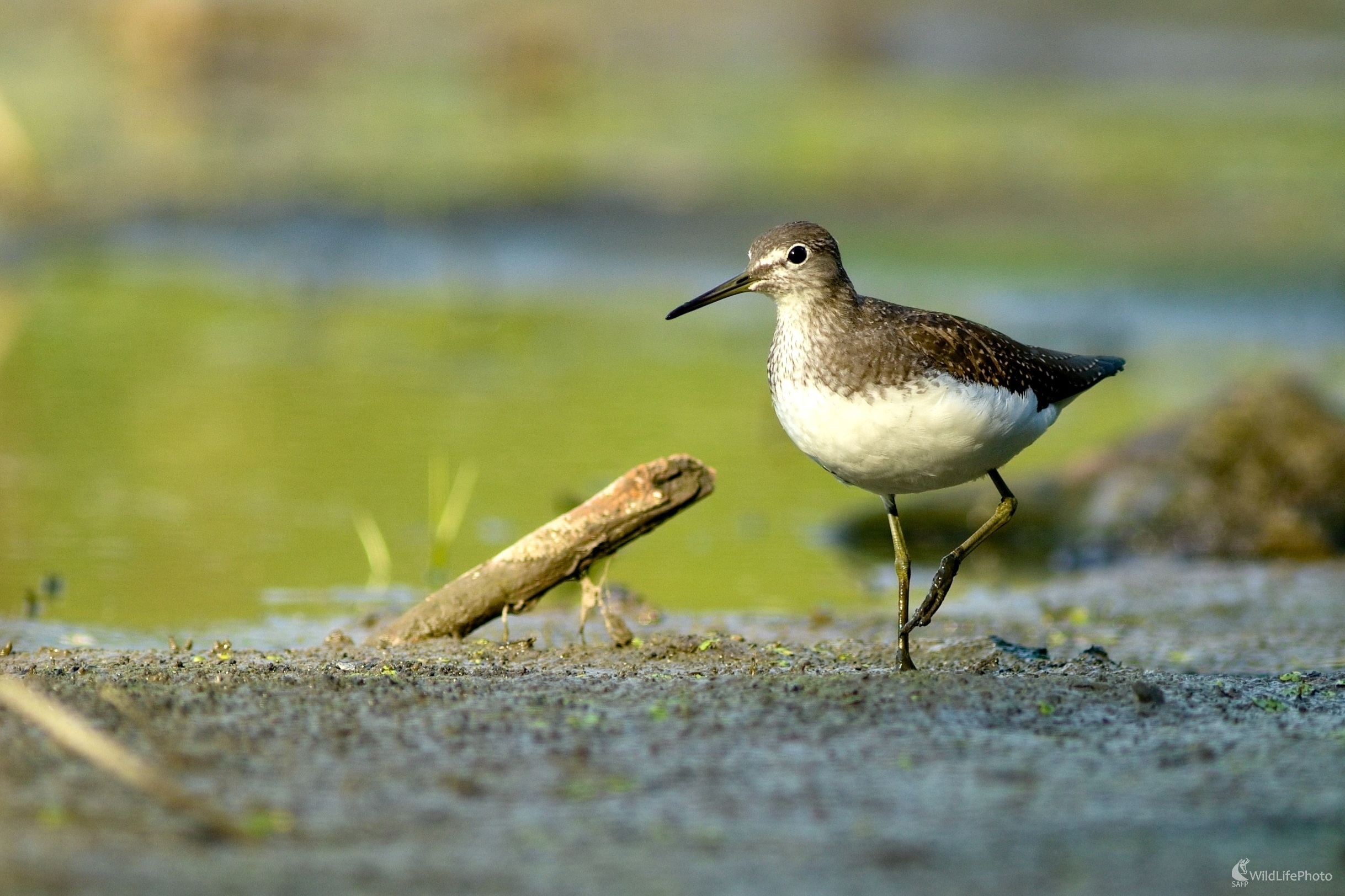Kalužiak perlavý (Miroslav Vrabel)