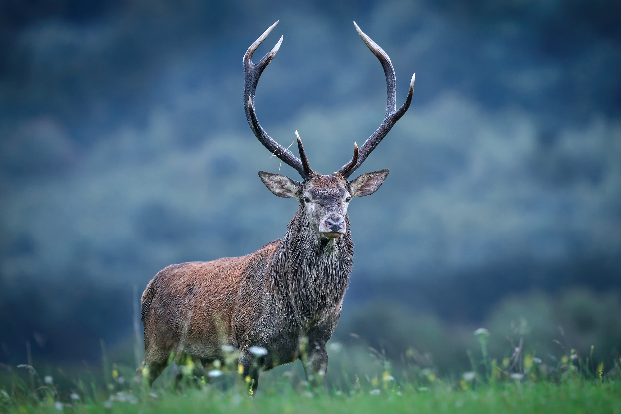 Záškodník (Patrik Rolín)