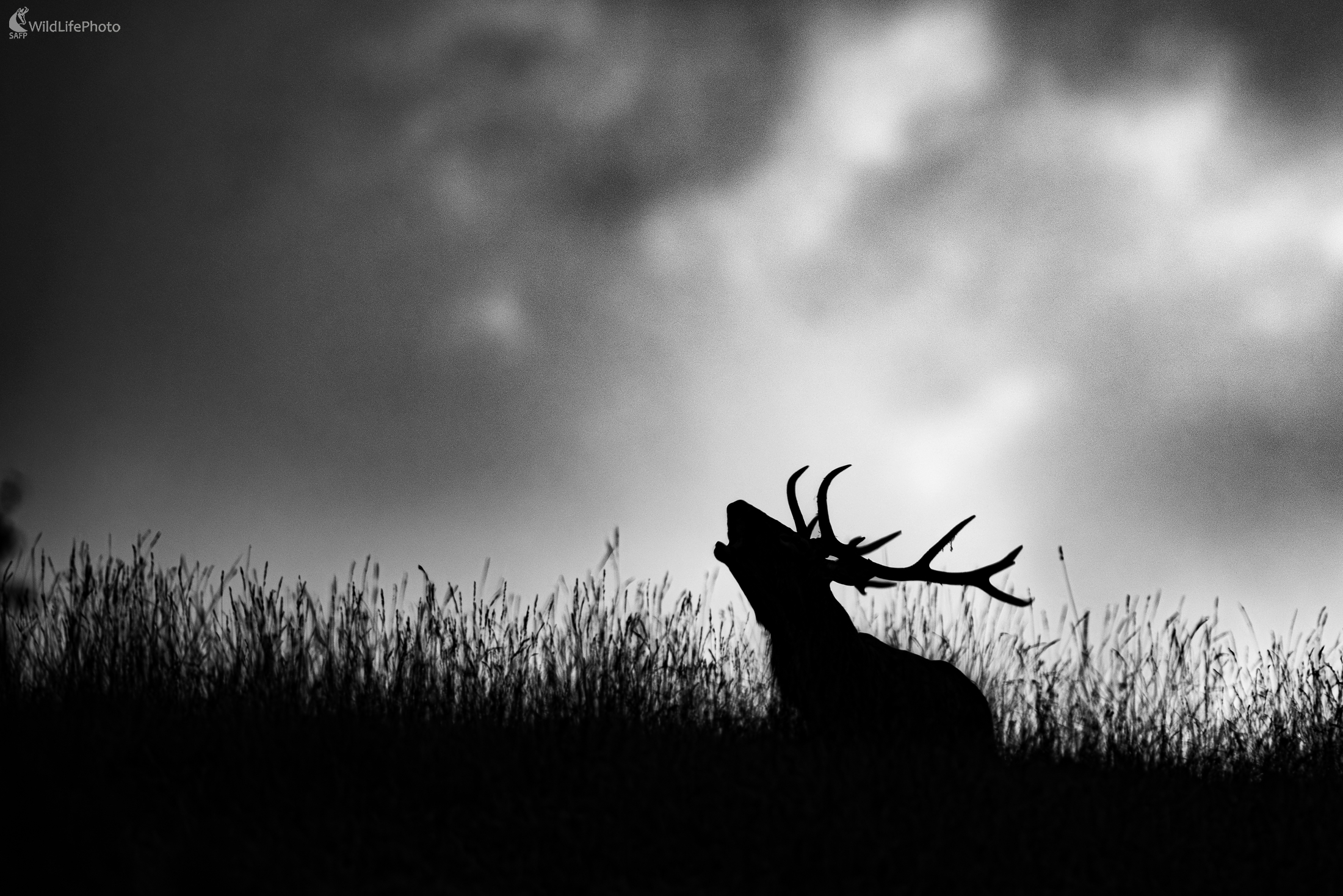 Silueta (František Hromada)