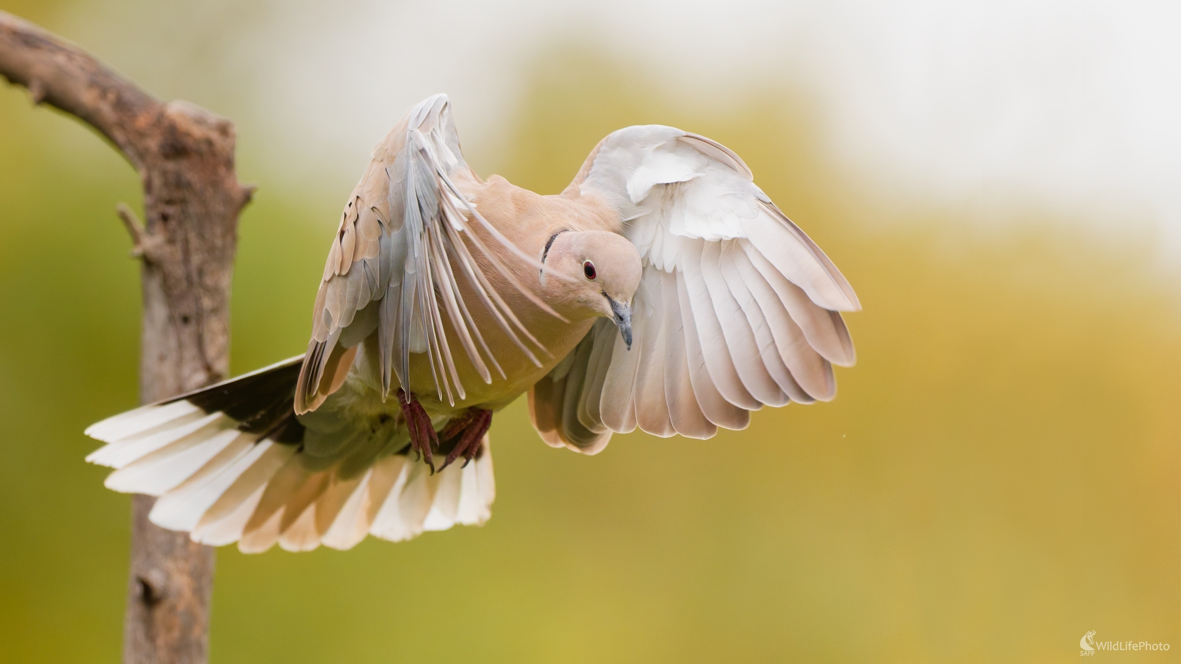 ... odlietam. (Bohuš Číčel)