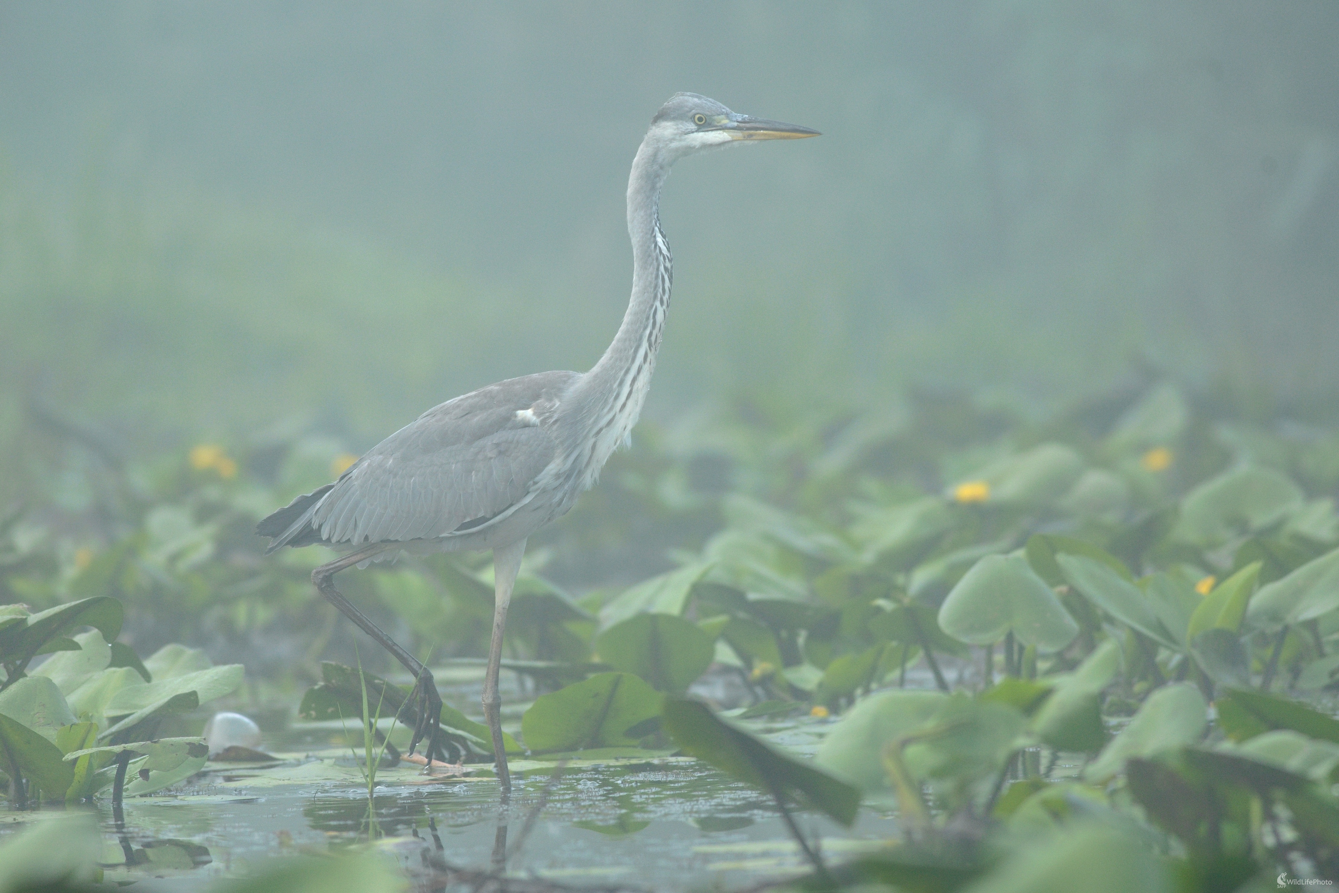 V rannej hmle... (Miroslav Vrabel)