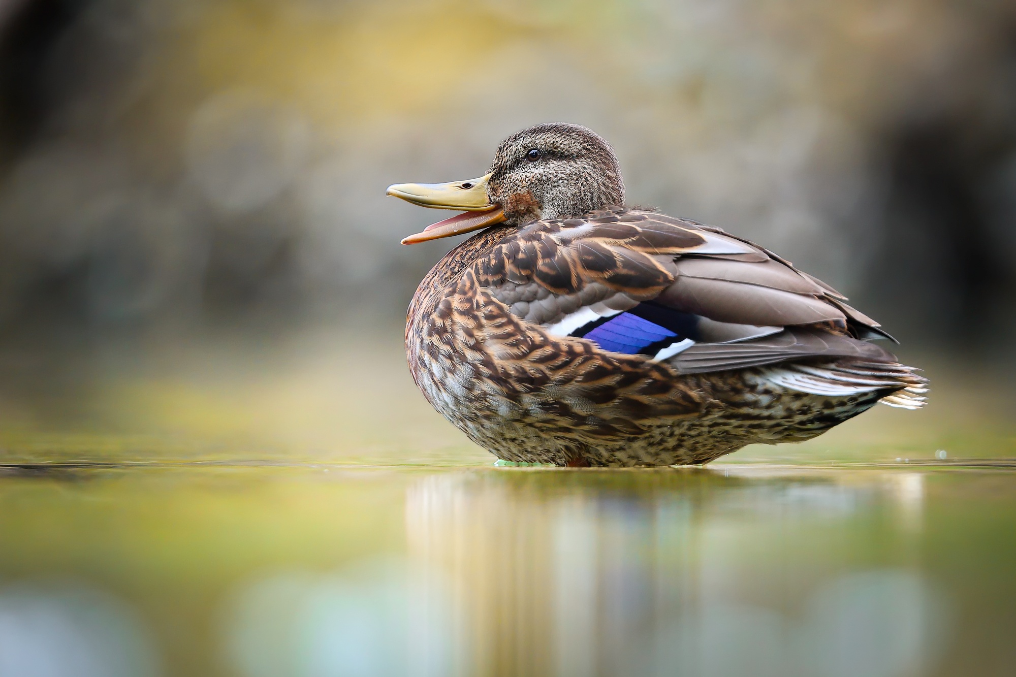 Kačička (Patrik Rolín)