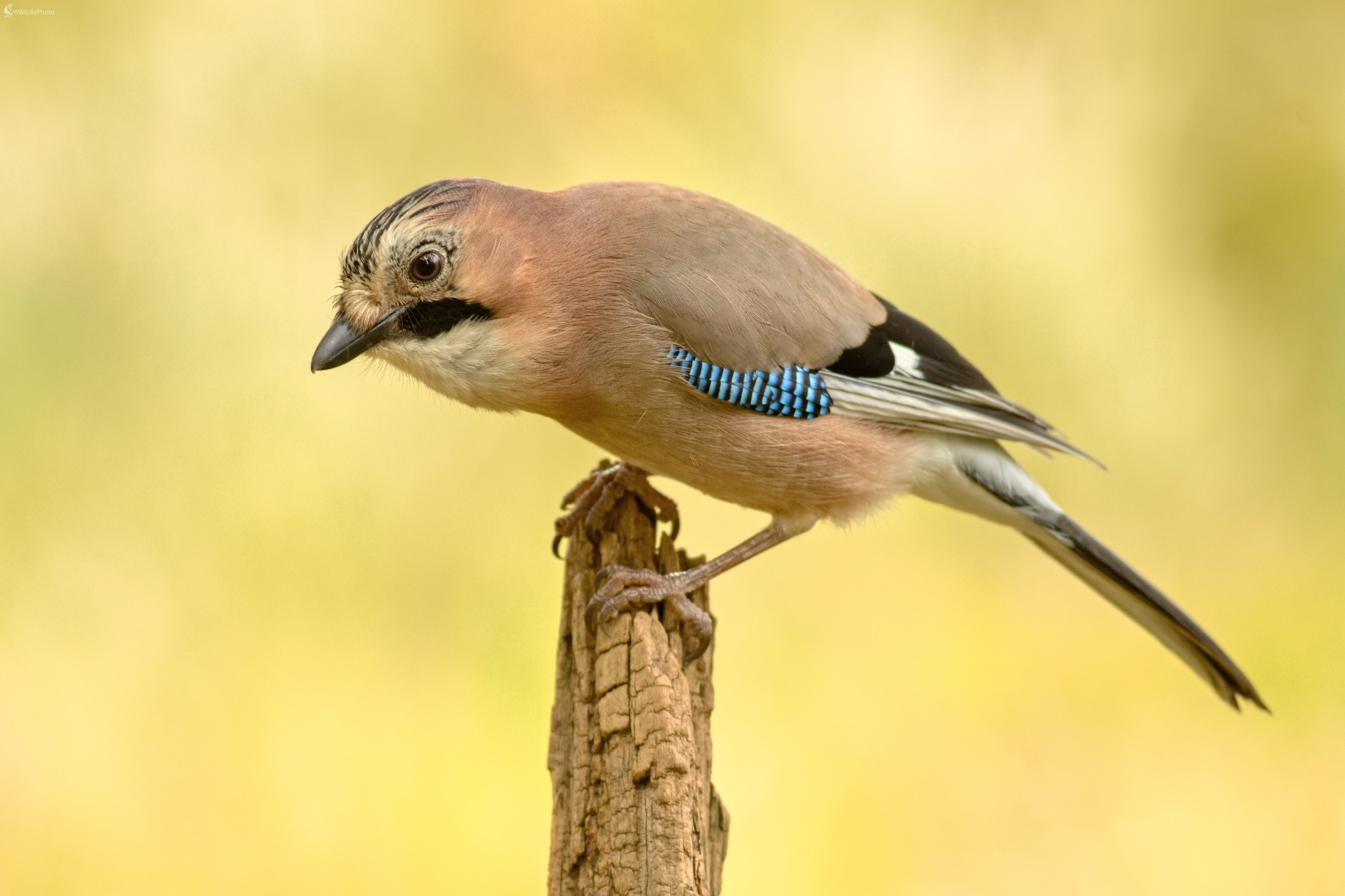 Sojka (Miroslav Vrabel)