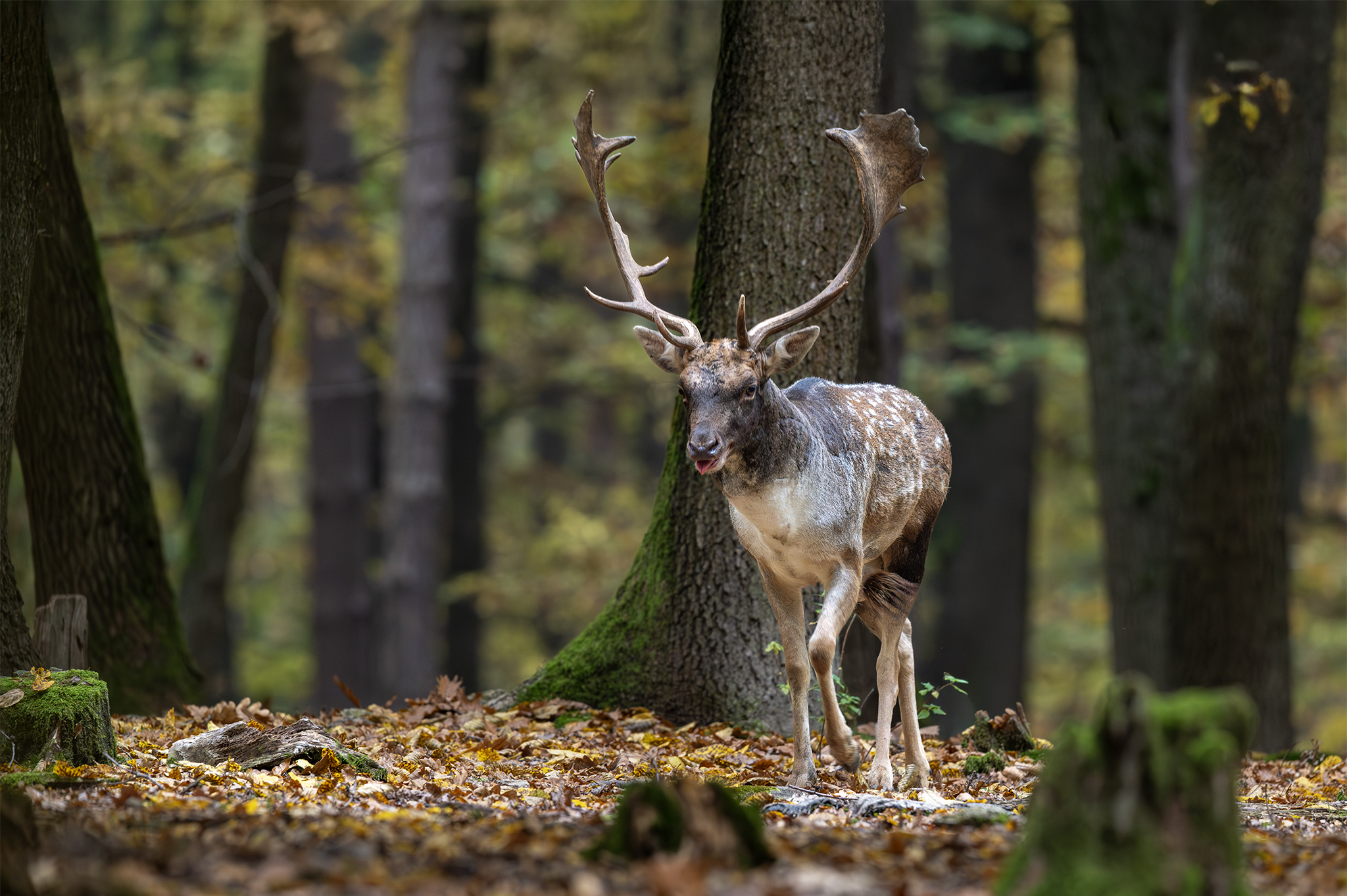 Príchod na rujovisko (Tomáš Smutný)