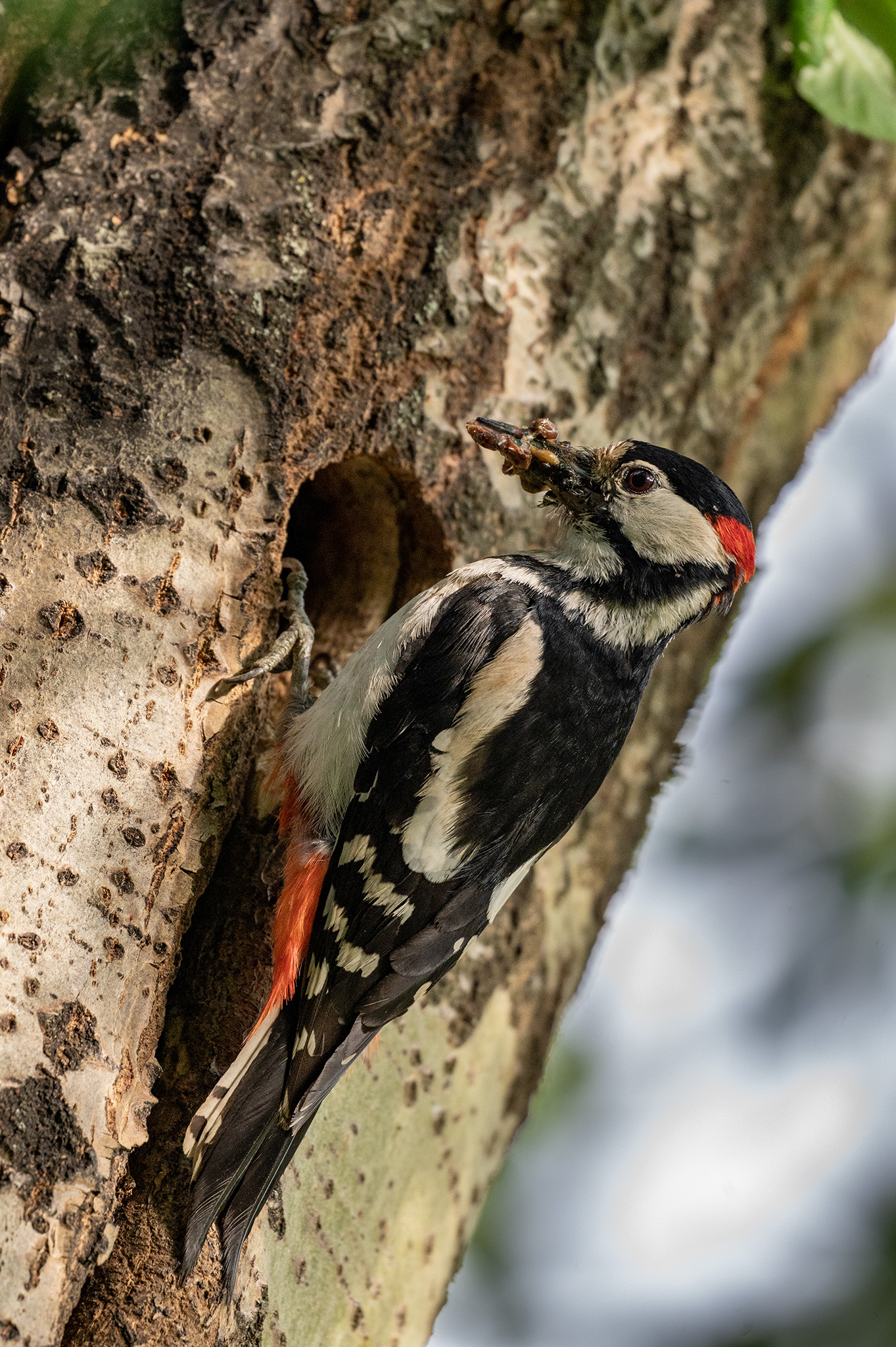Čas kŕmenia  (Tomáš Smutný)