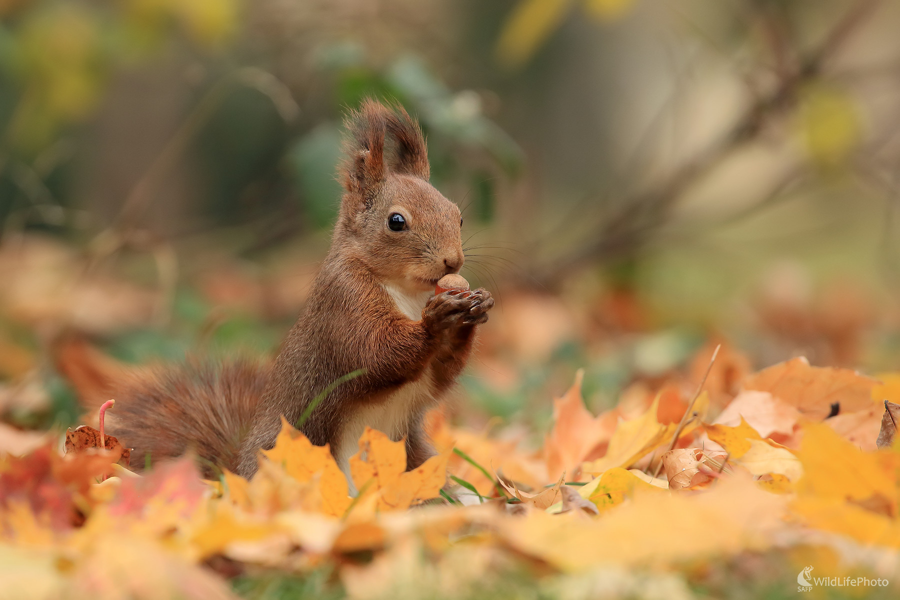 veverka (Peter Jurík)