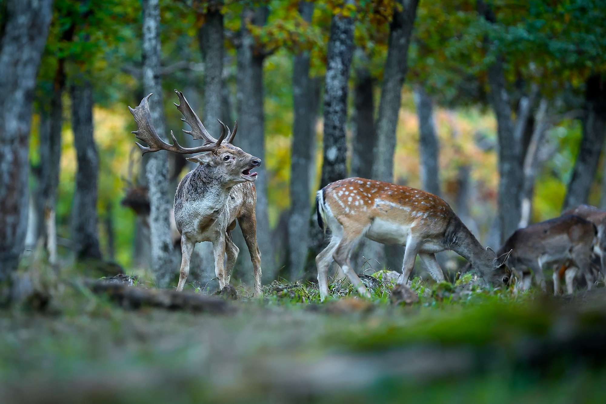 Daniel (Patrik Rolín)