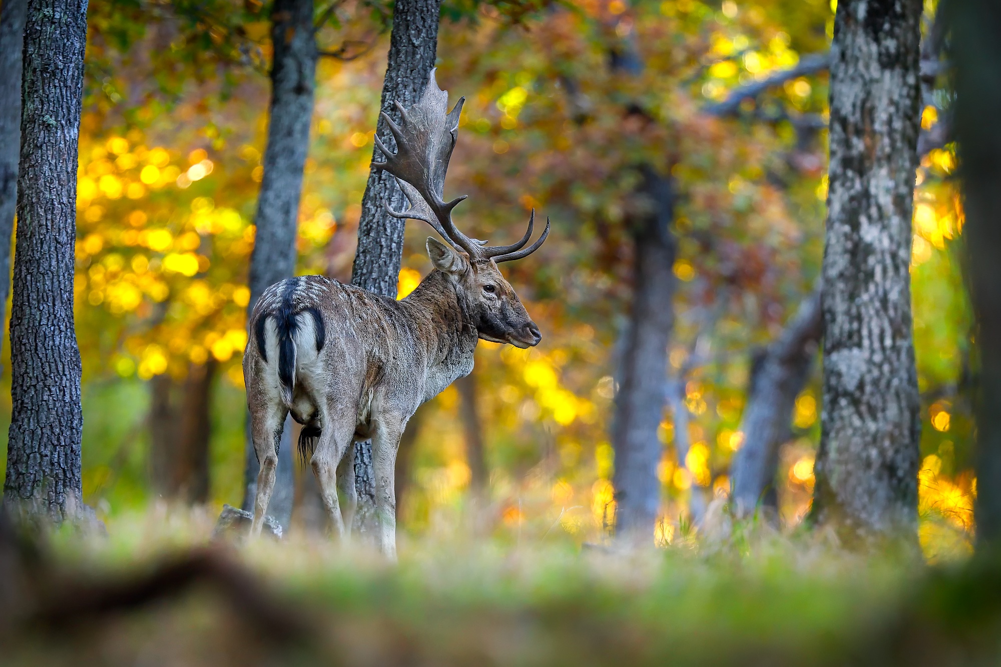 Lopatár (Patrik Rolín)
