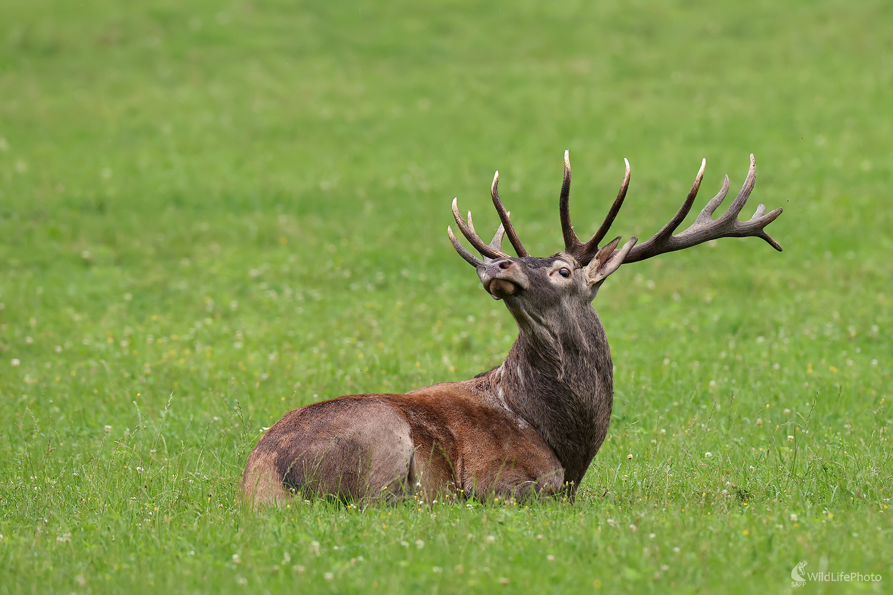 jeleň (Peter Jurík)