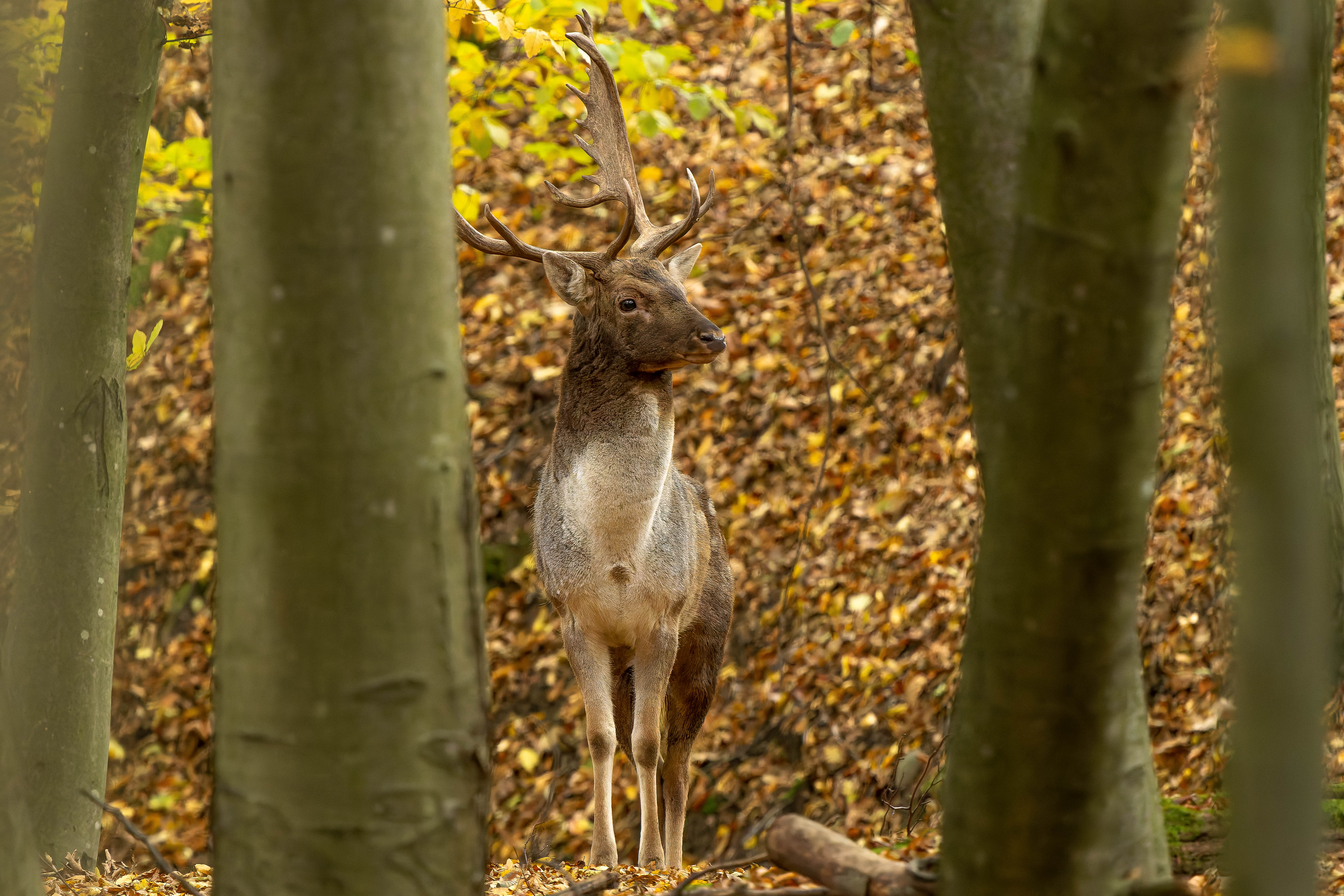 Prišiel sa ukázať (Rasťo  Megyessi)