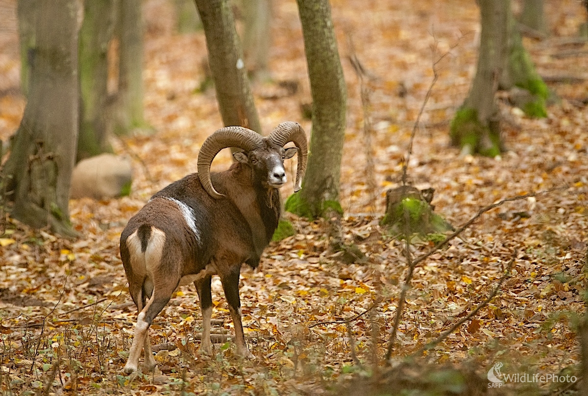 Muflónia ruja (Vladimír Sabo)