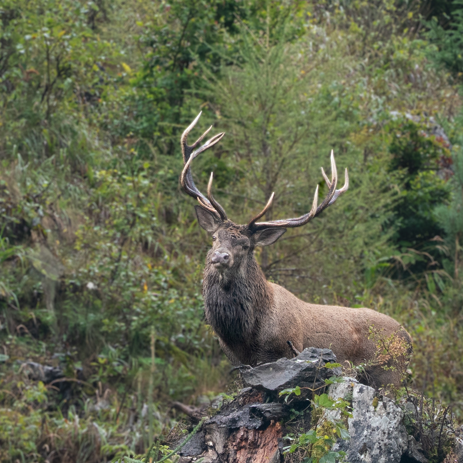 Kráľ našich hôr  (Peter Piovarči)