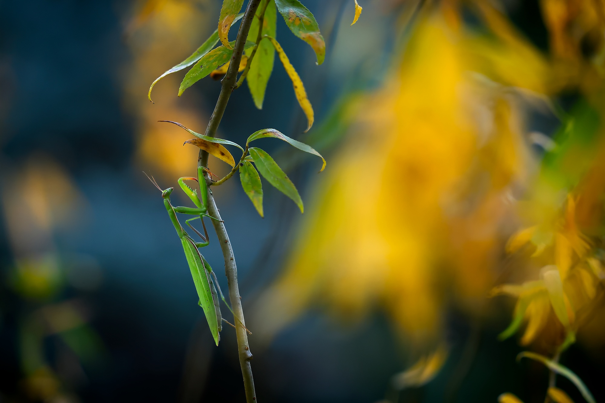 Dokonalé maskovanie (Patrik Rolín)