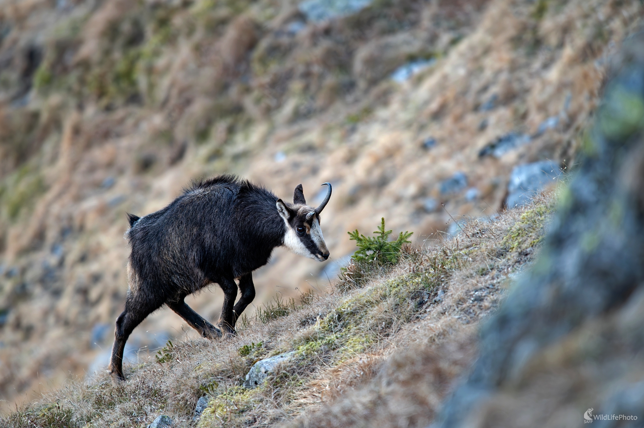 "Jednorožec" (František Hromada)