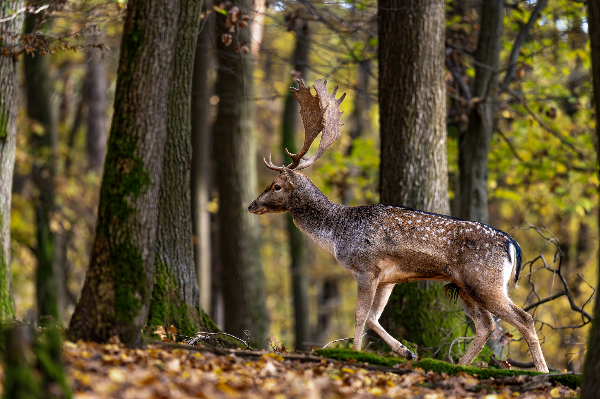 Príchod na rujovisko  (Tomáš Smutný)