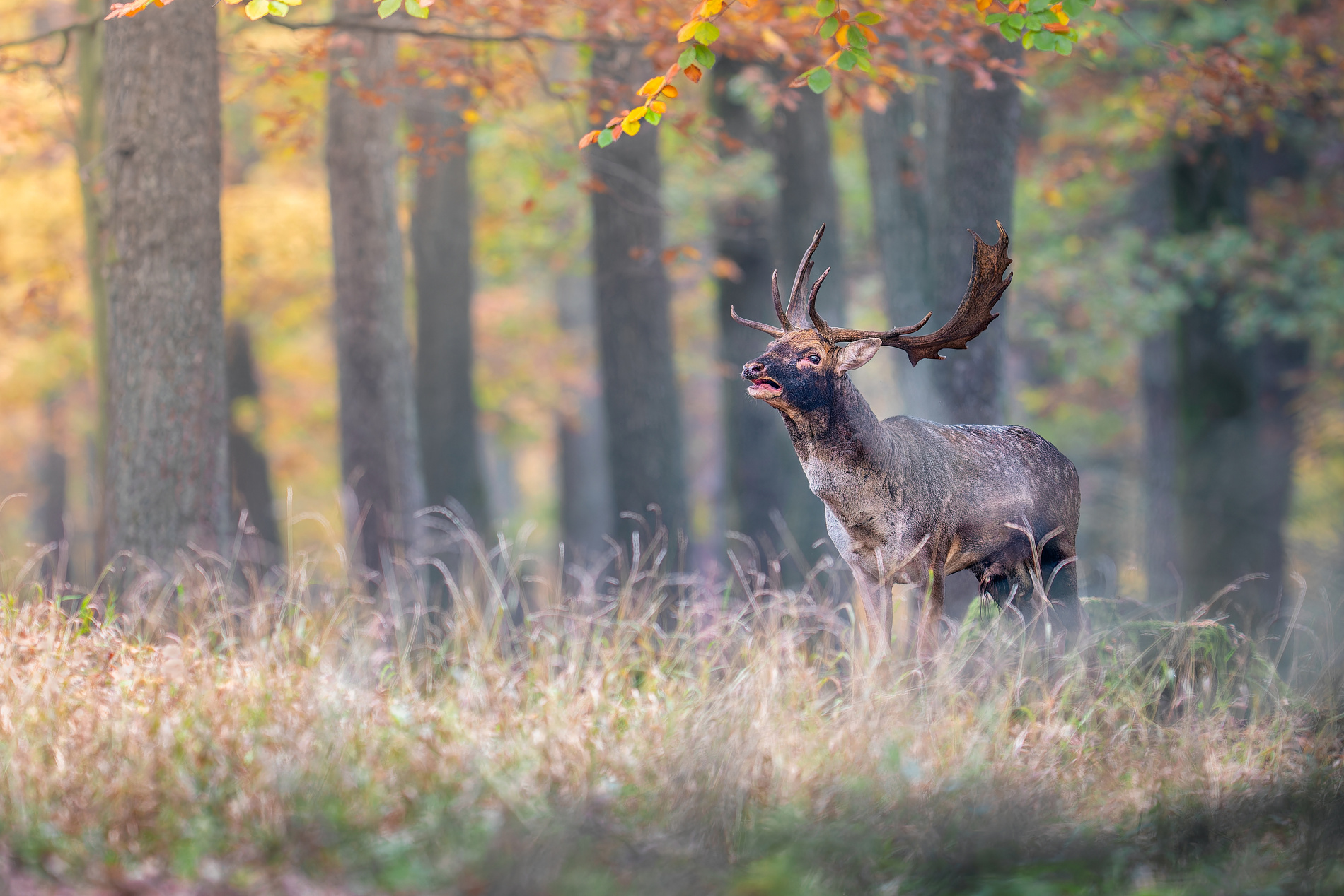Jesenný spev (Miroslav Ondruš)