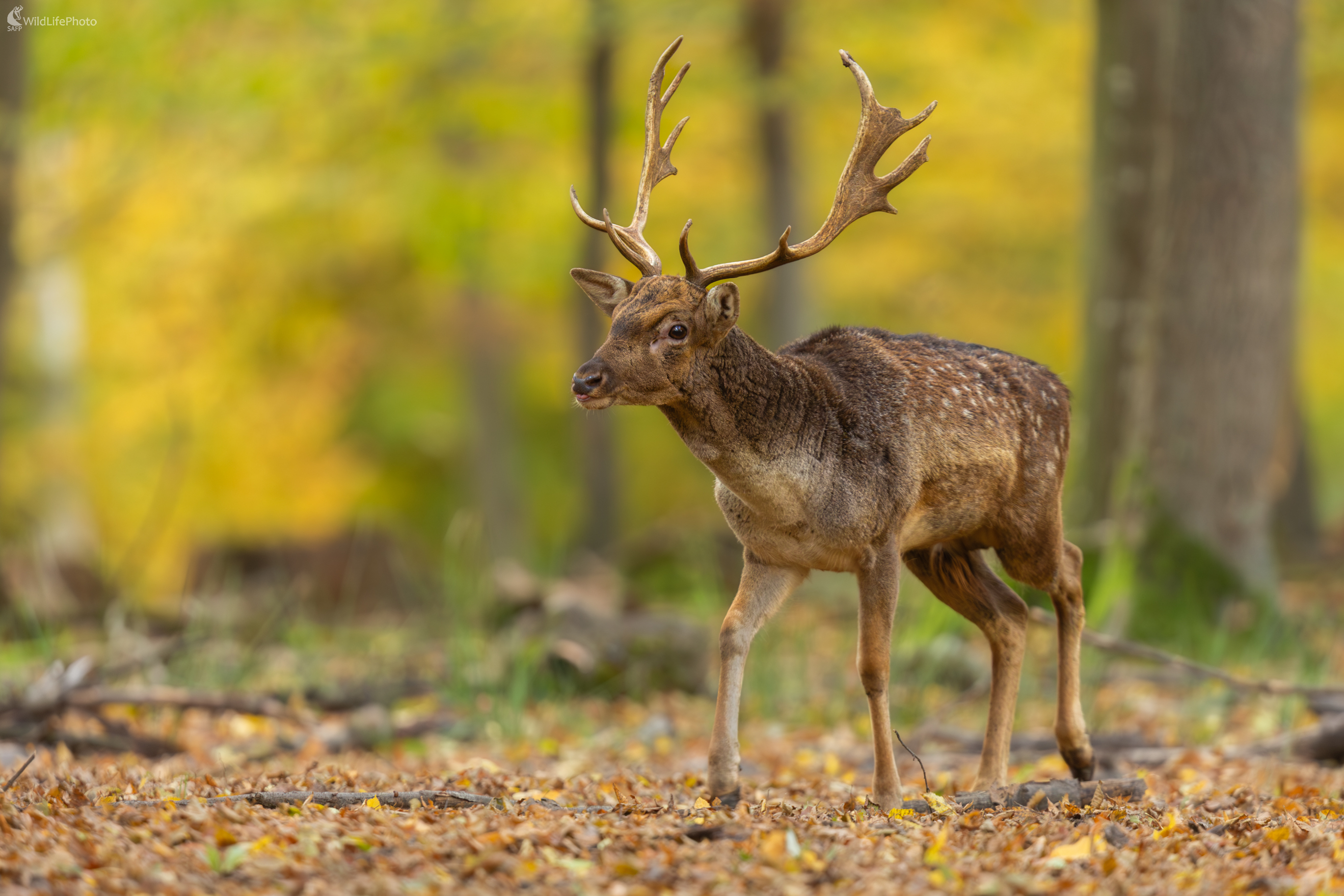 daniel škvrnitý, Fallow deer (Dama dama) (Jaroslav Praženka)