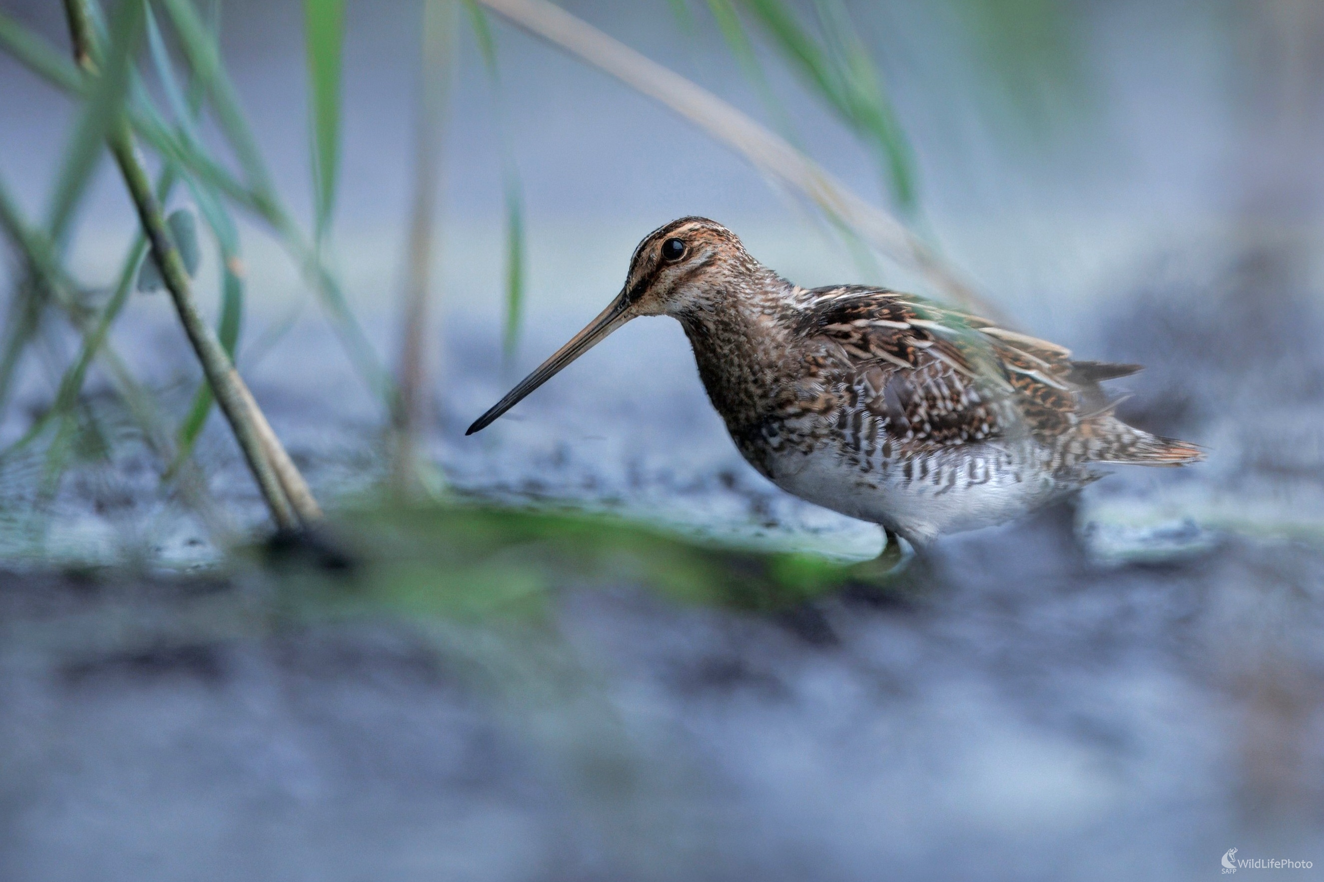 Močiarnica mekotavá (Miroslav Vrabel)