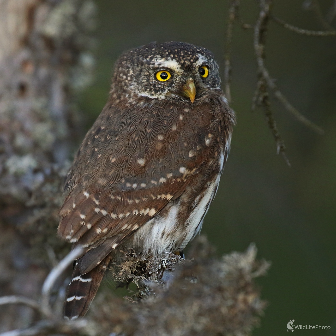 Jesenný podvečer (Vladimír Michalec)