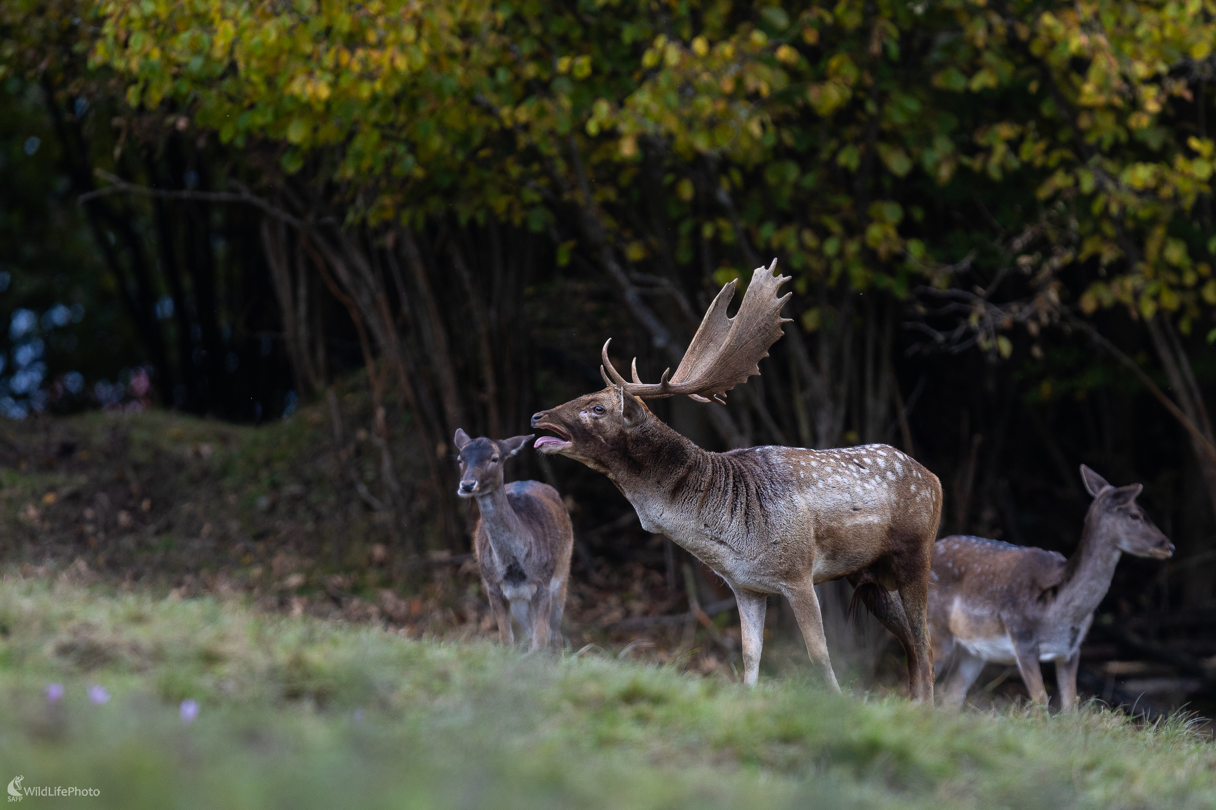 Dozvuky ruje 2025. (Stanislav Brisuda)