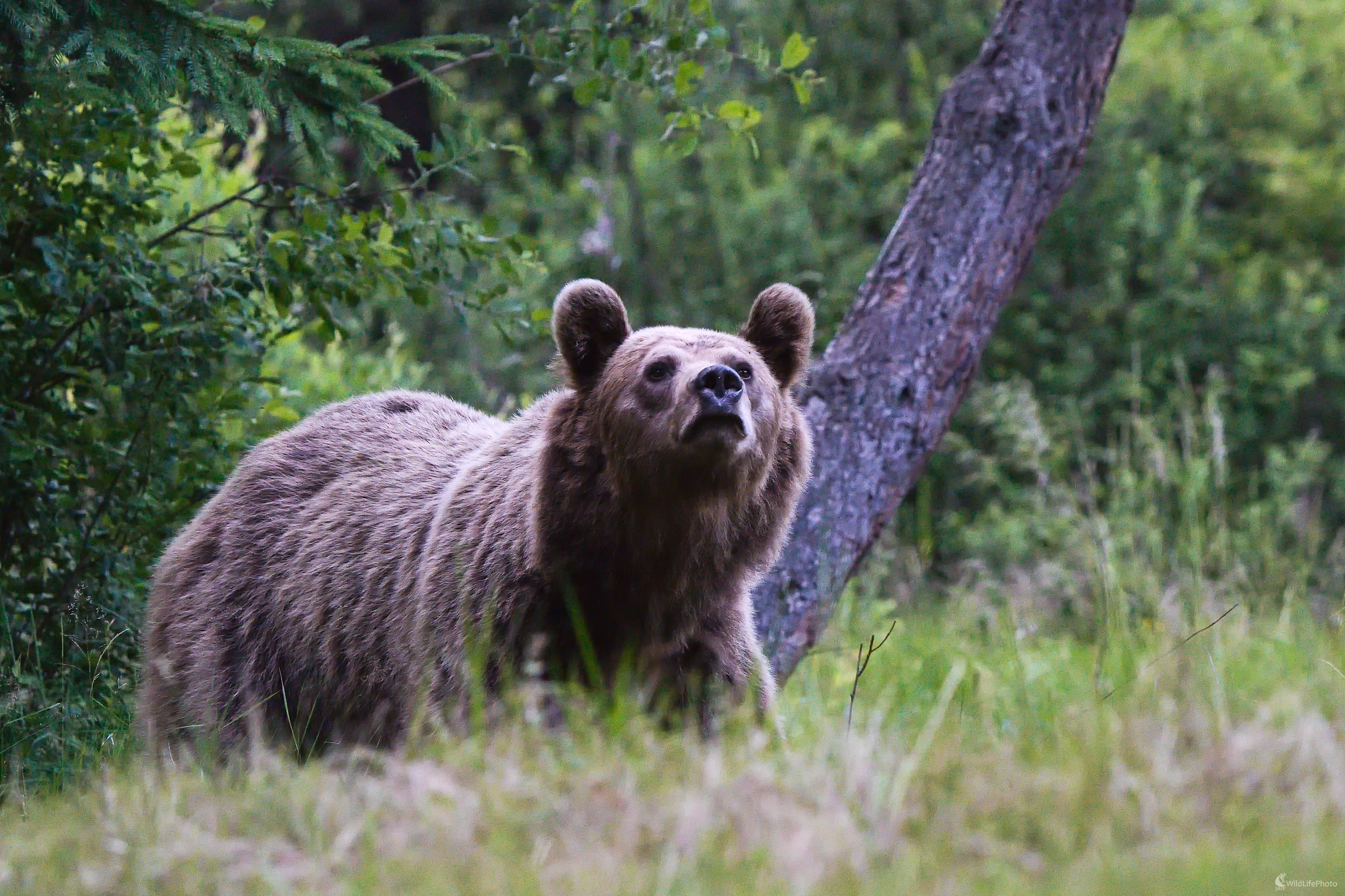 ... ursus arctos ... (Milan Fuňák)