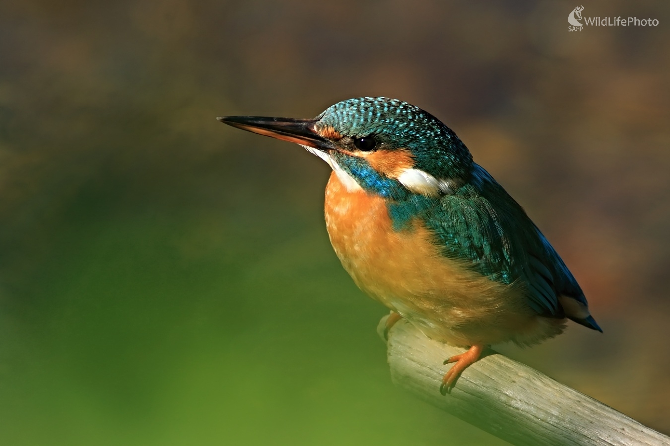 Rybárik (Maroš Detko)