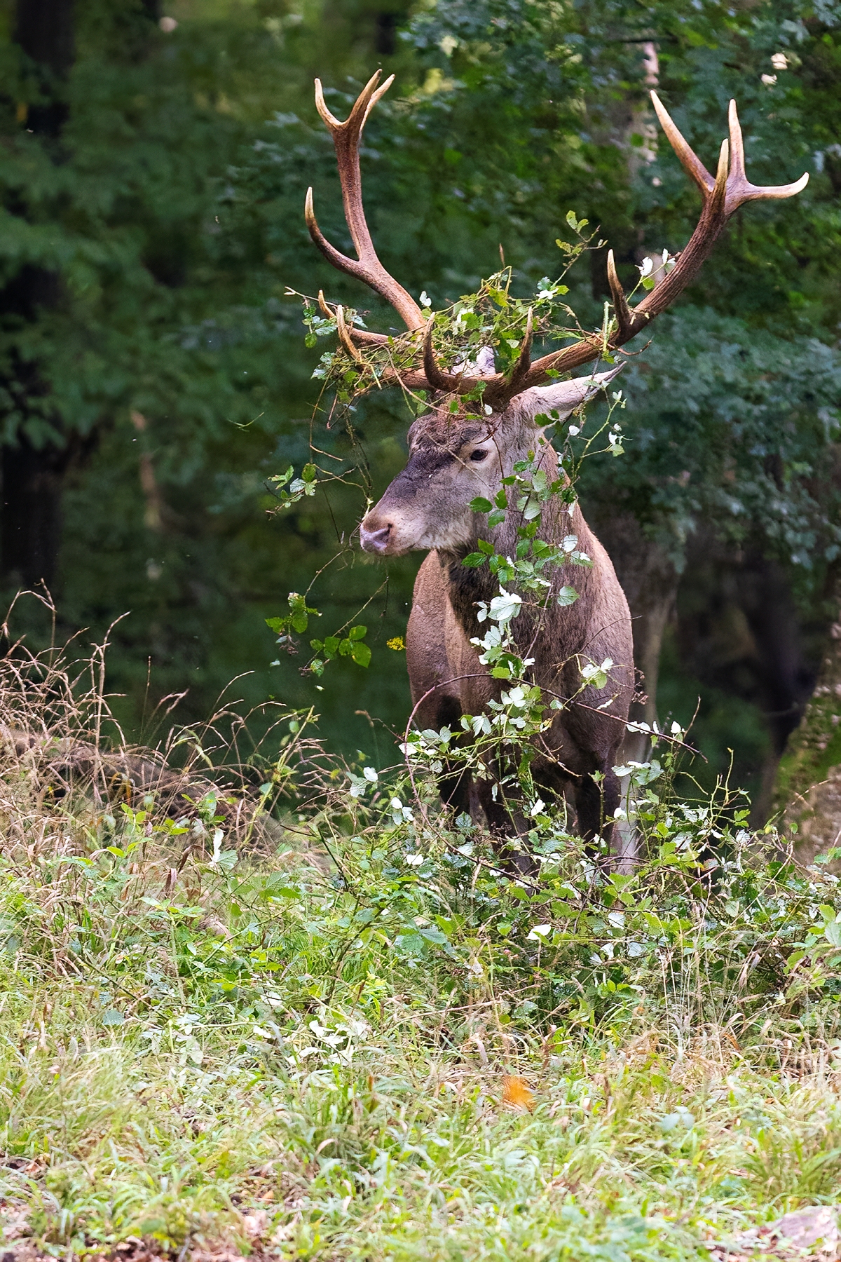 Svadobná kytica (Martin Vondra)