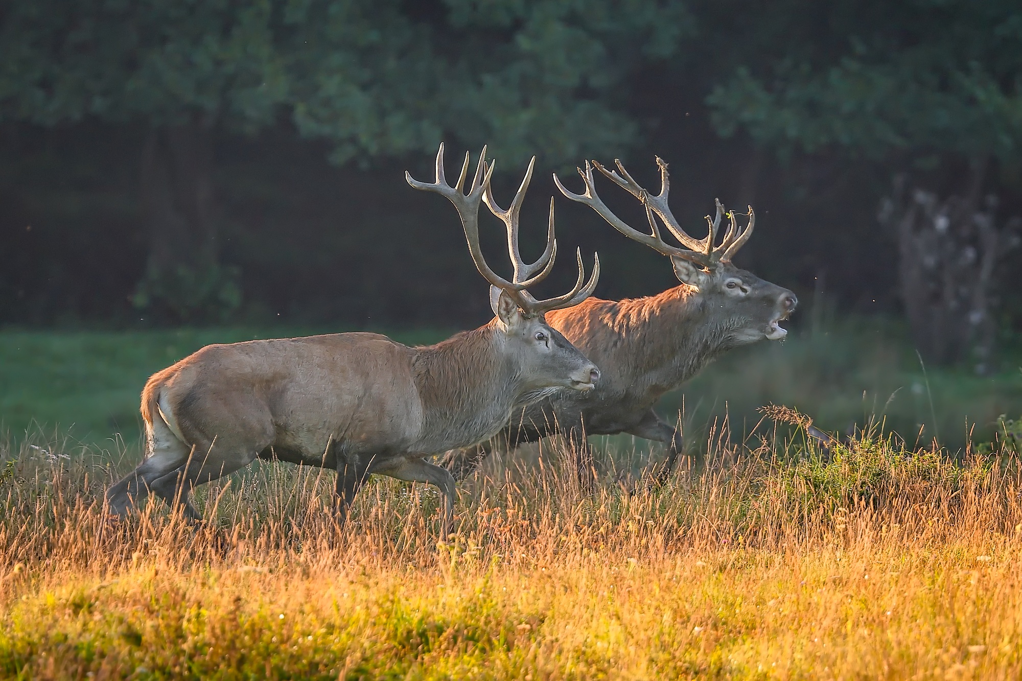 Súperi (Patrik Rolín)
