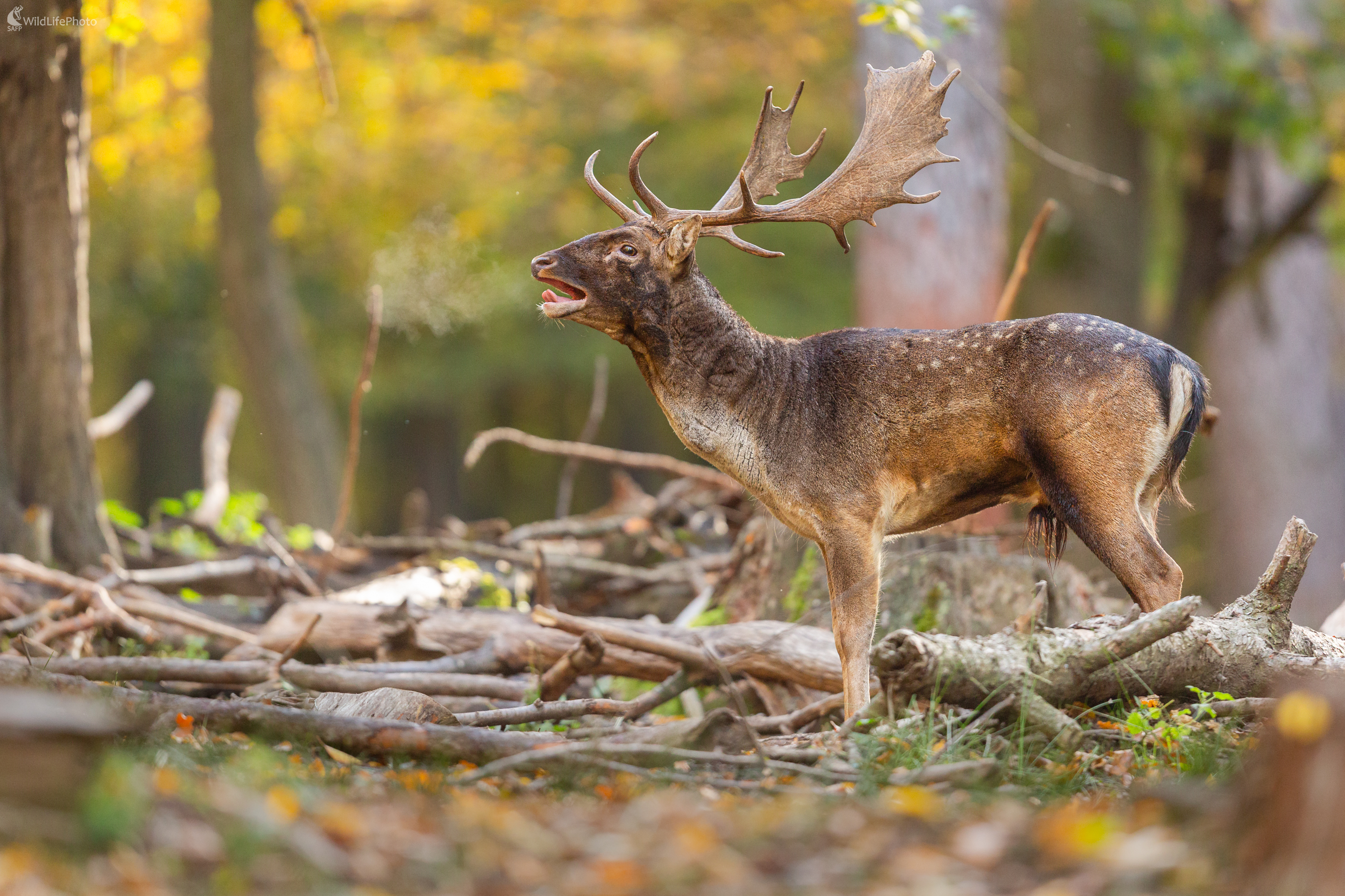 daniel škvrnitý, Fallow deer (Dama dama) (Jaroslav Praženka)