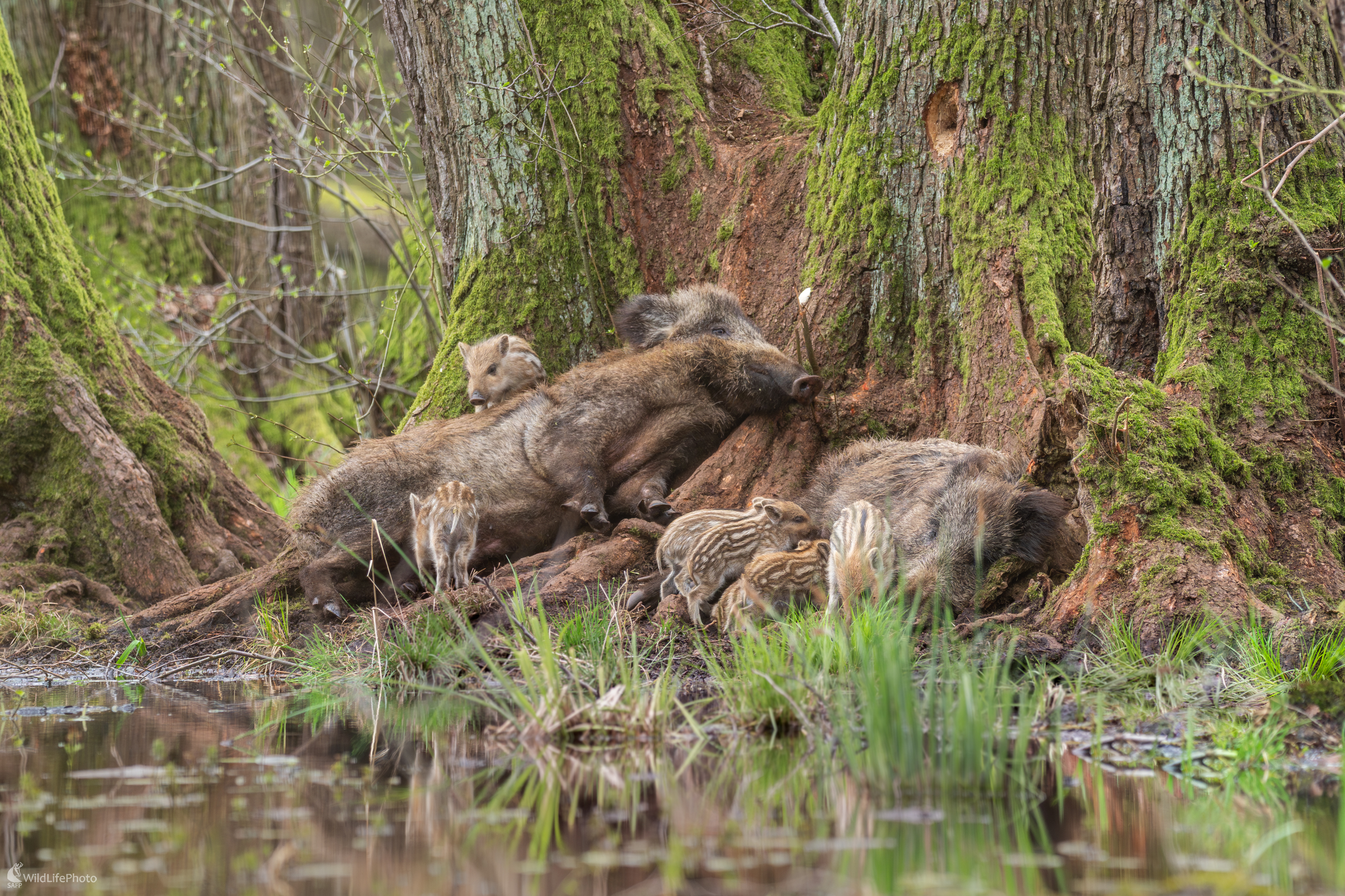 diviak lesný, The wild boar (Sus scrofa) (Jaroslav Praženka)
