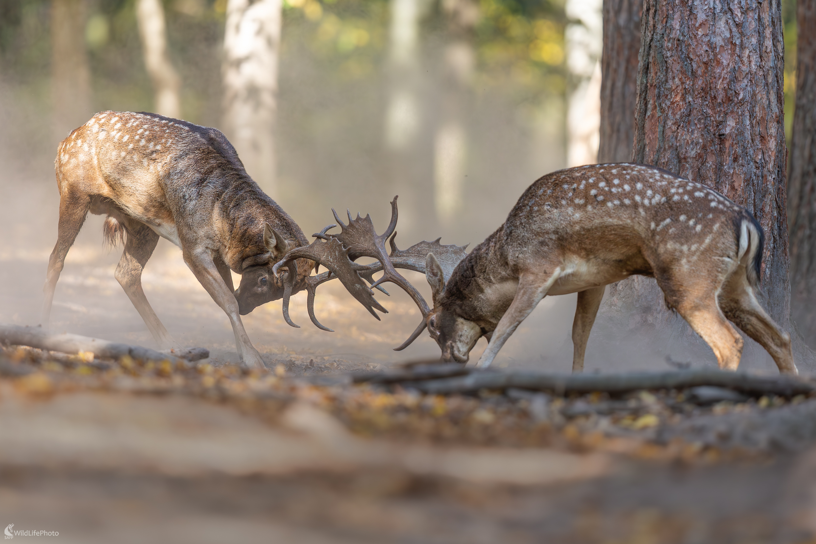daniel škvrnitý, Fallow deer (Dama dama) (Jaroslav Praženka)