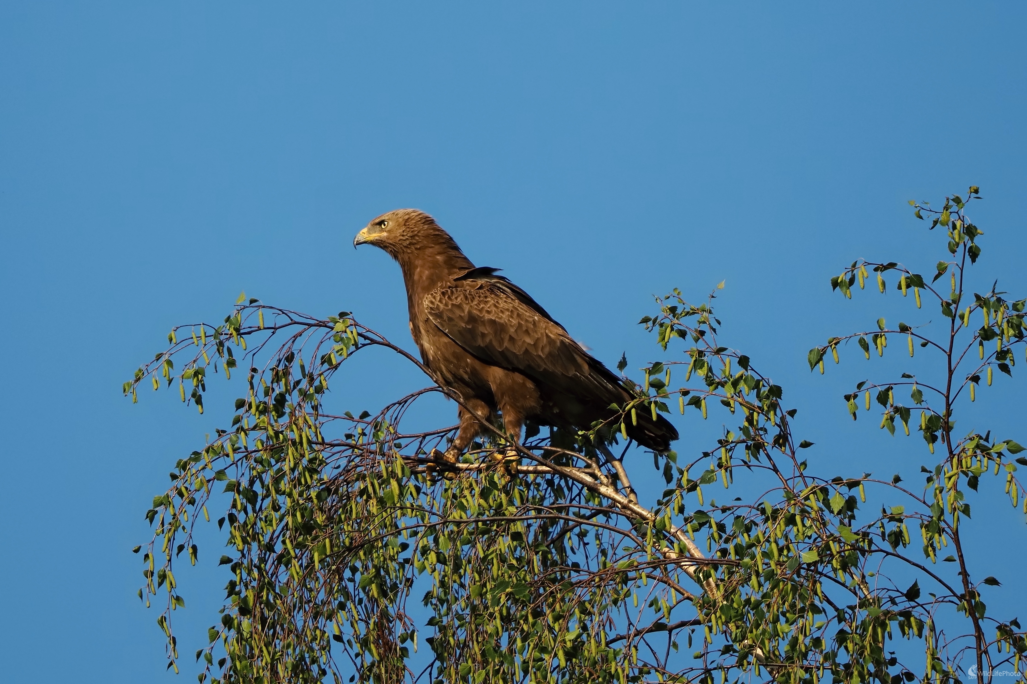 Bystré oči dravca na love (Radoslav Michalec)