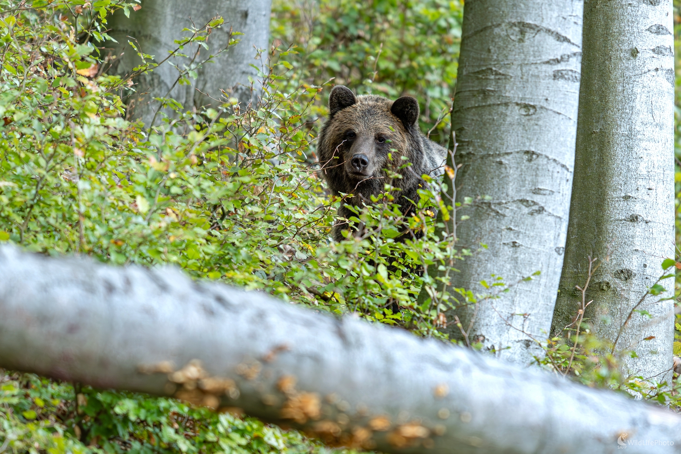 V húštine (František Hromada)