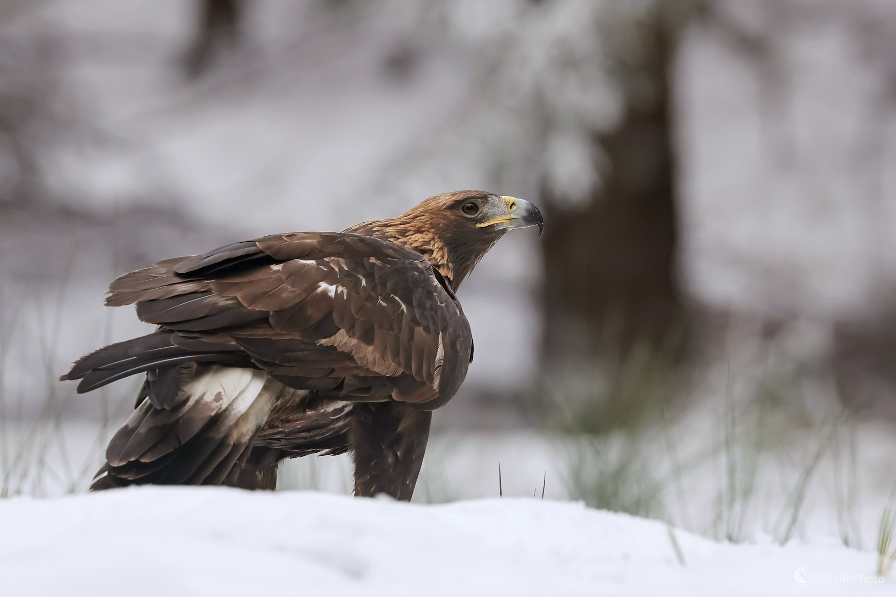 Skalák (Peter Jurík)