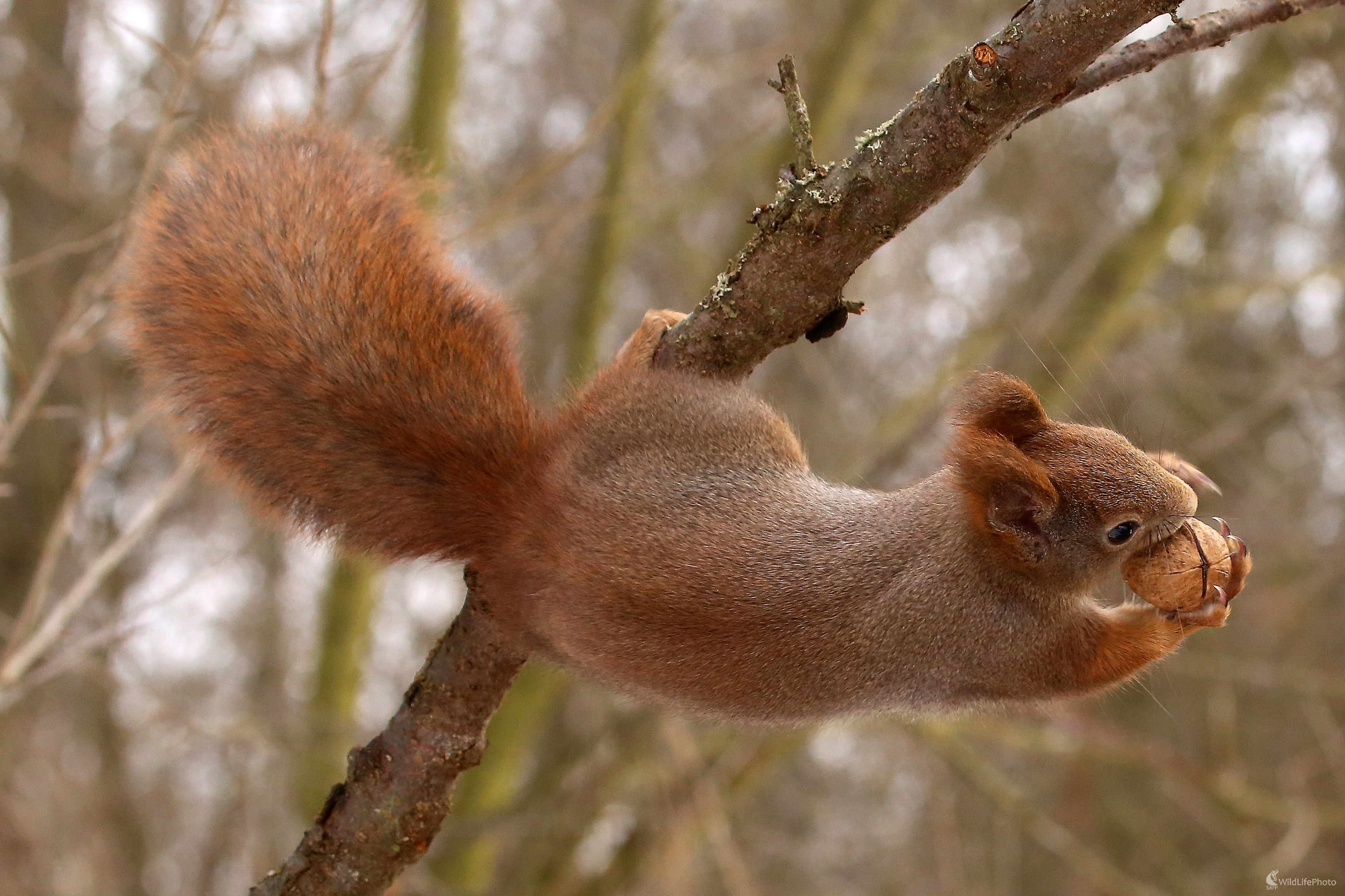 A mám ťa ! (Pavol Bukovan)