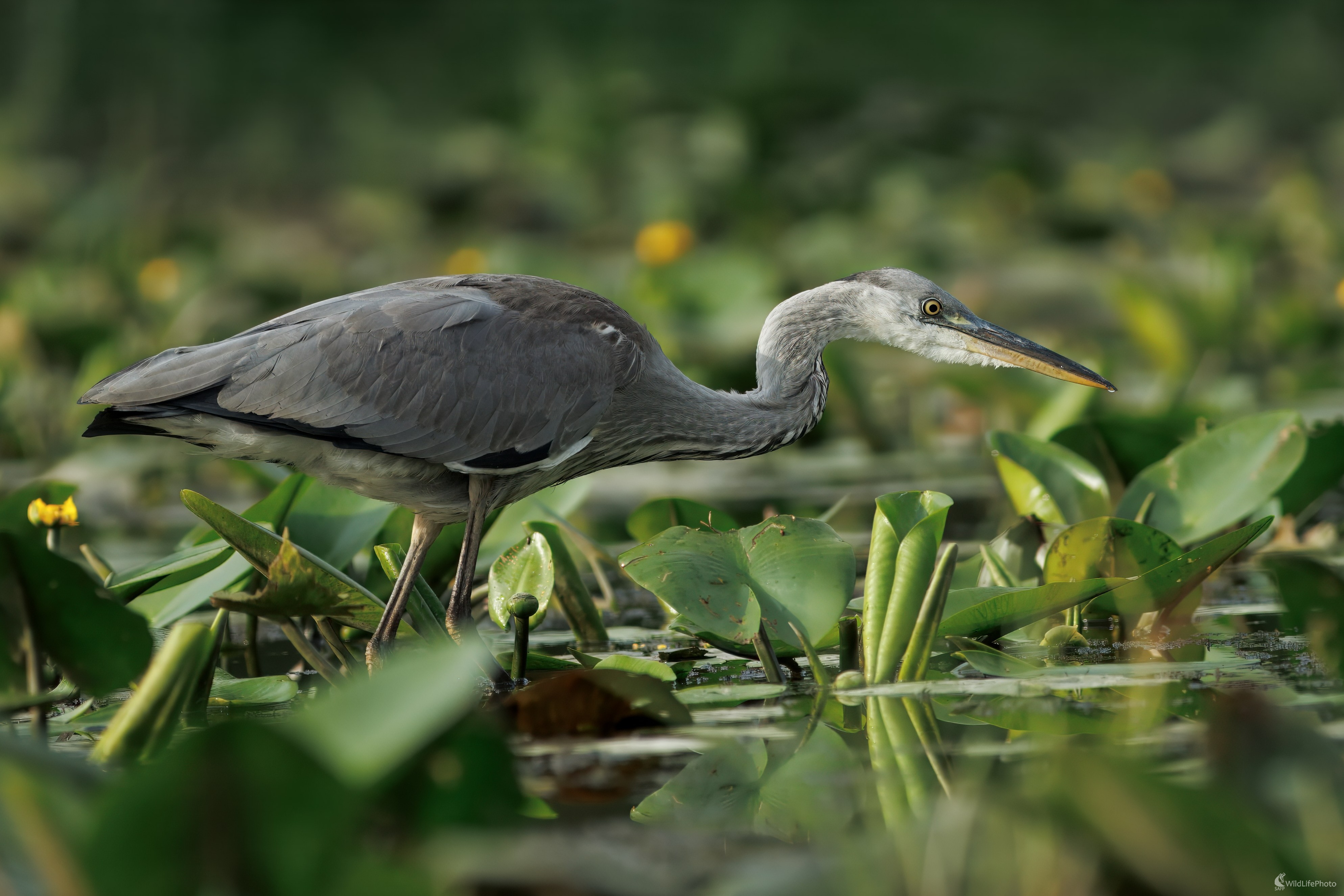 Na love... (Miroslav Vrabel)