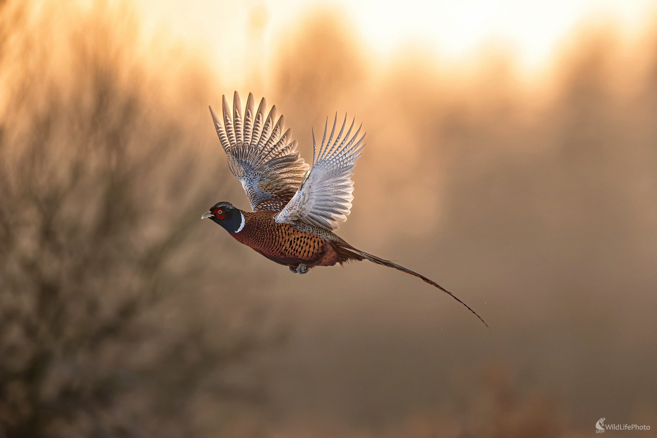 Podvečerná nálada (František Hromada)