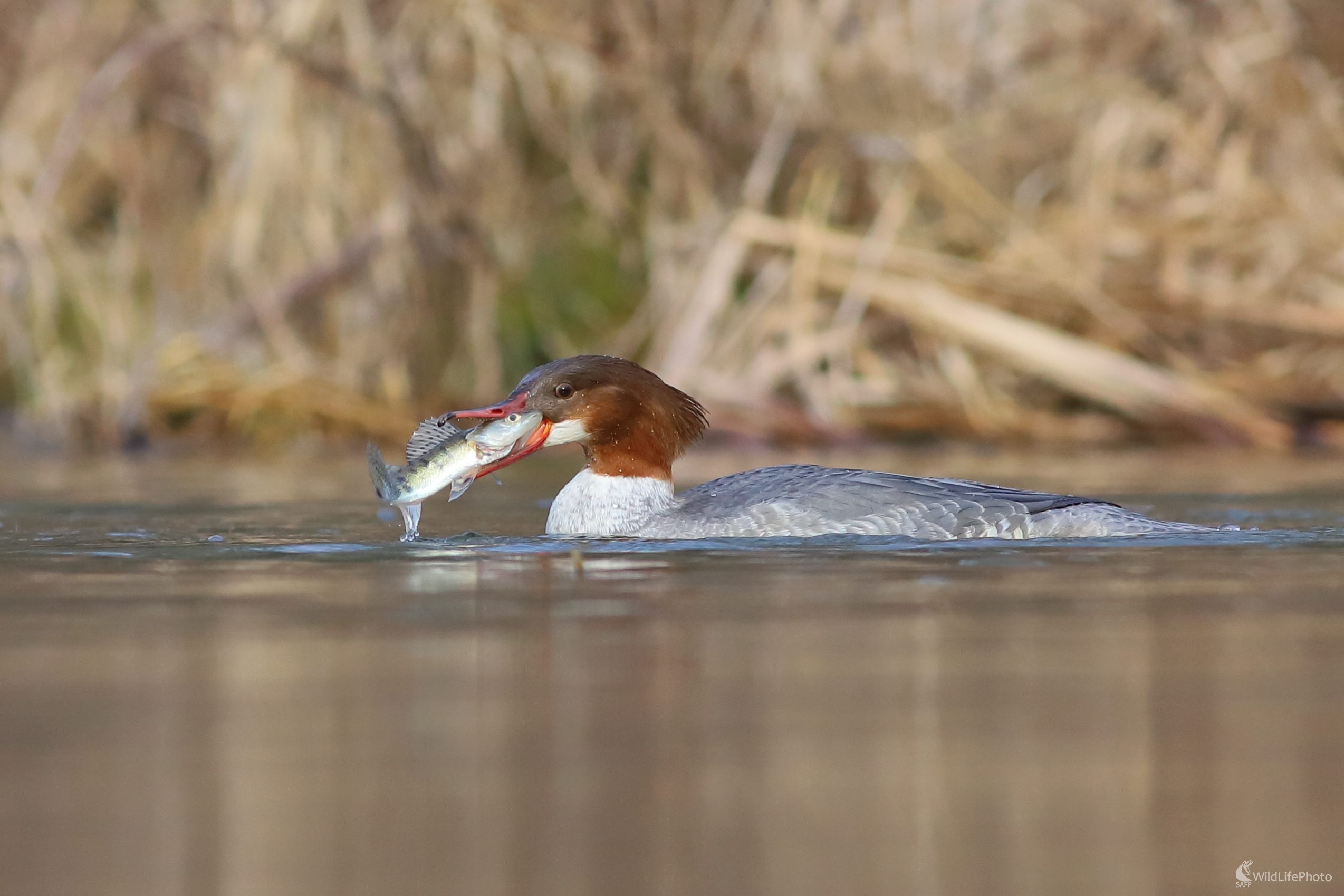 Pichľavý úlovok. (Jaroslav Šubjak)