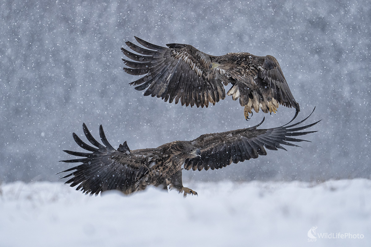 Chumelica (Michal Lučanský)