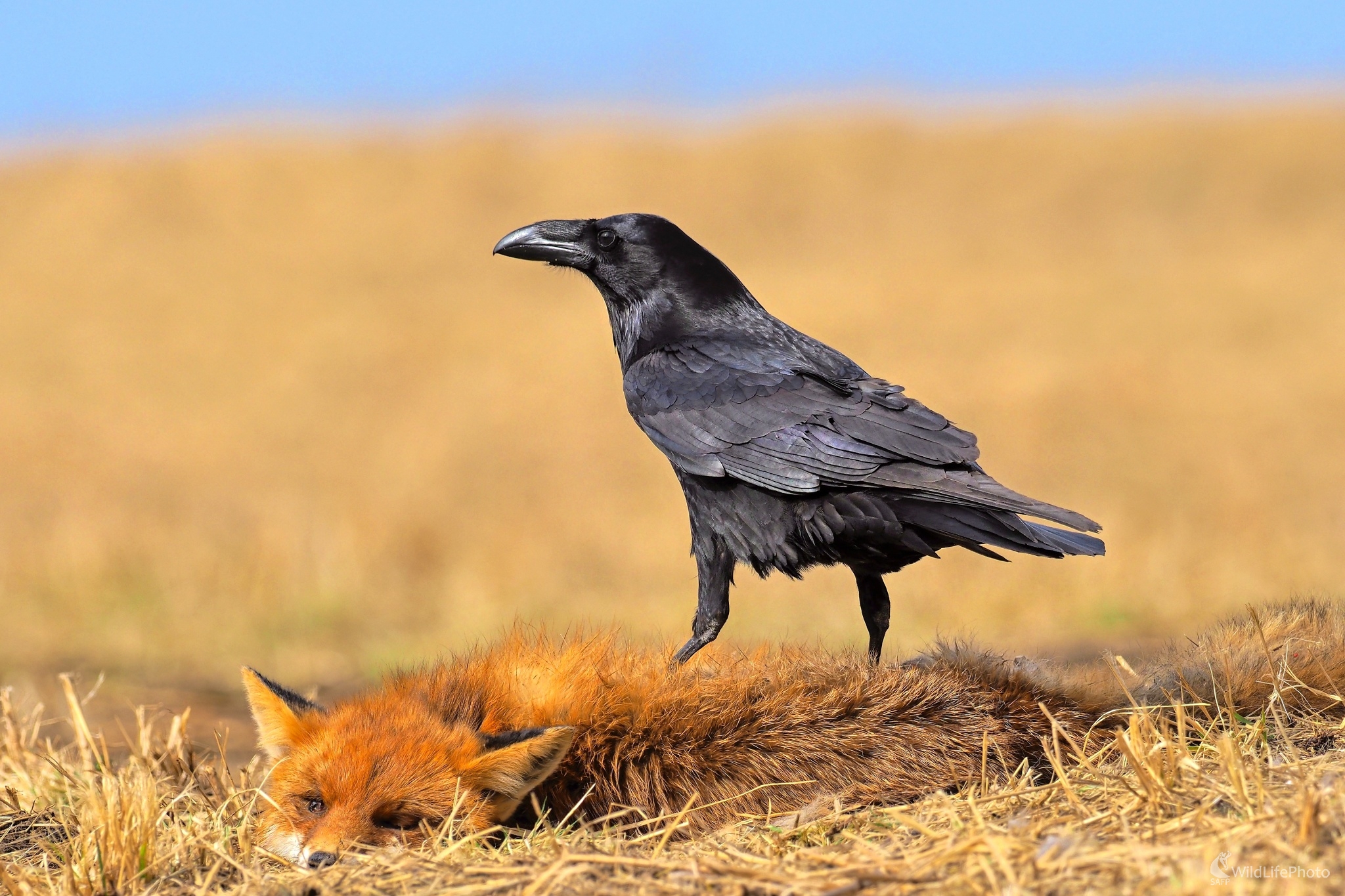 Ja som si ju našiel (Radoslav Michalec)