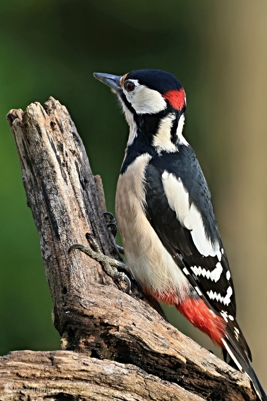 Ďateľ veľký (Maroš Detko)