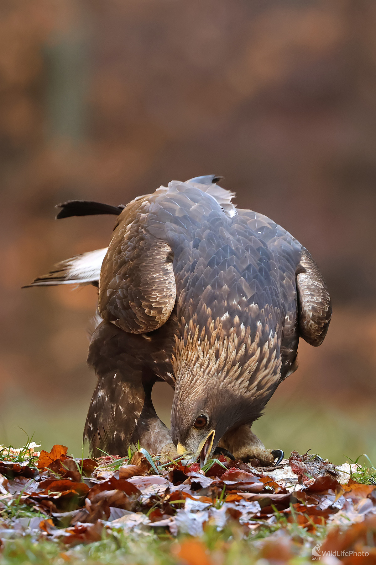 Skalák (Peter Jurík)