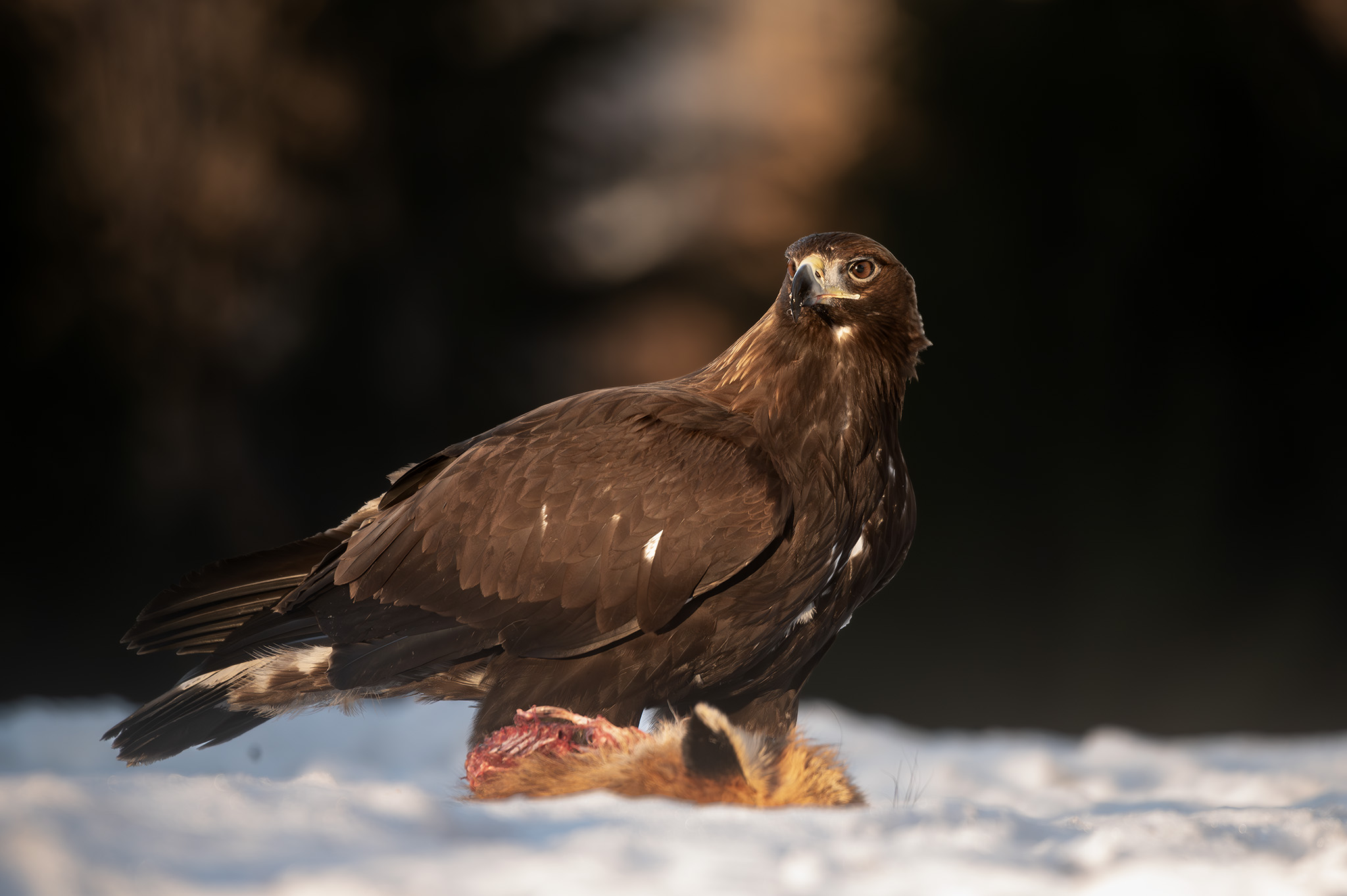 mladý skalák (Tomáš Smutný)