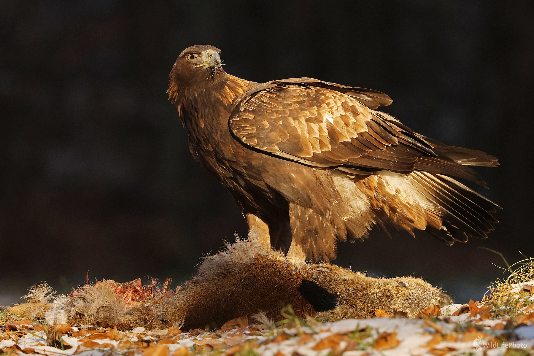 Hostina (Peter Jurík)